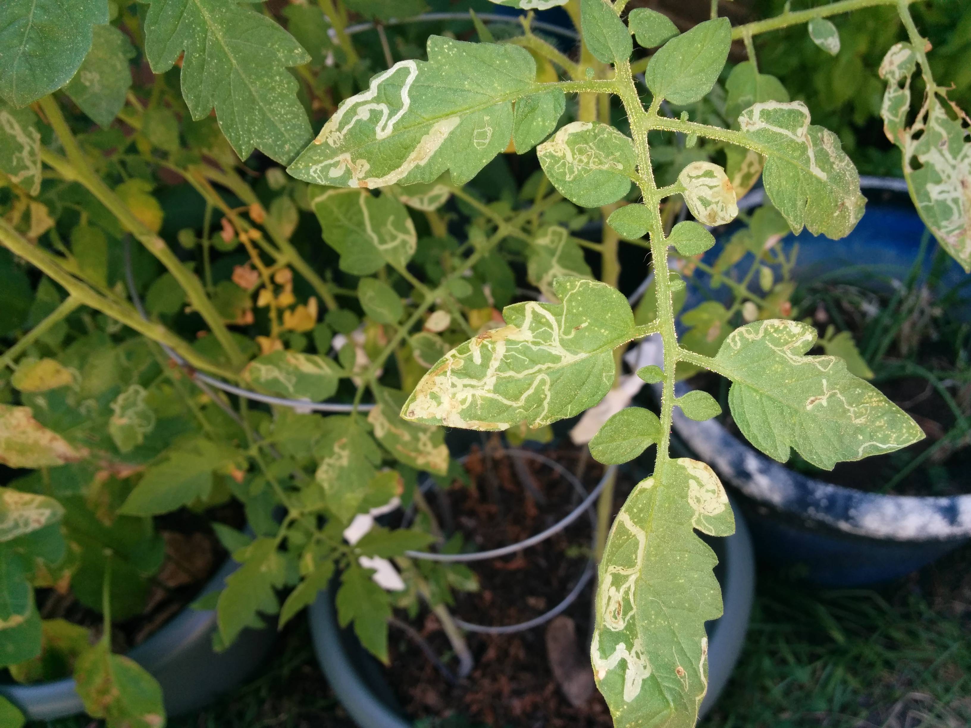 vegetables - What are these lines on tomato leaves? - Gardening ...