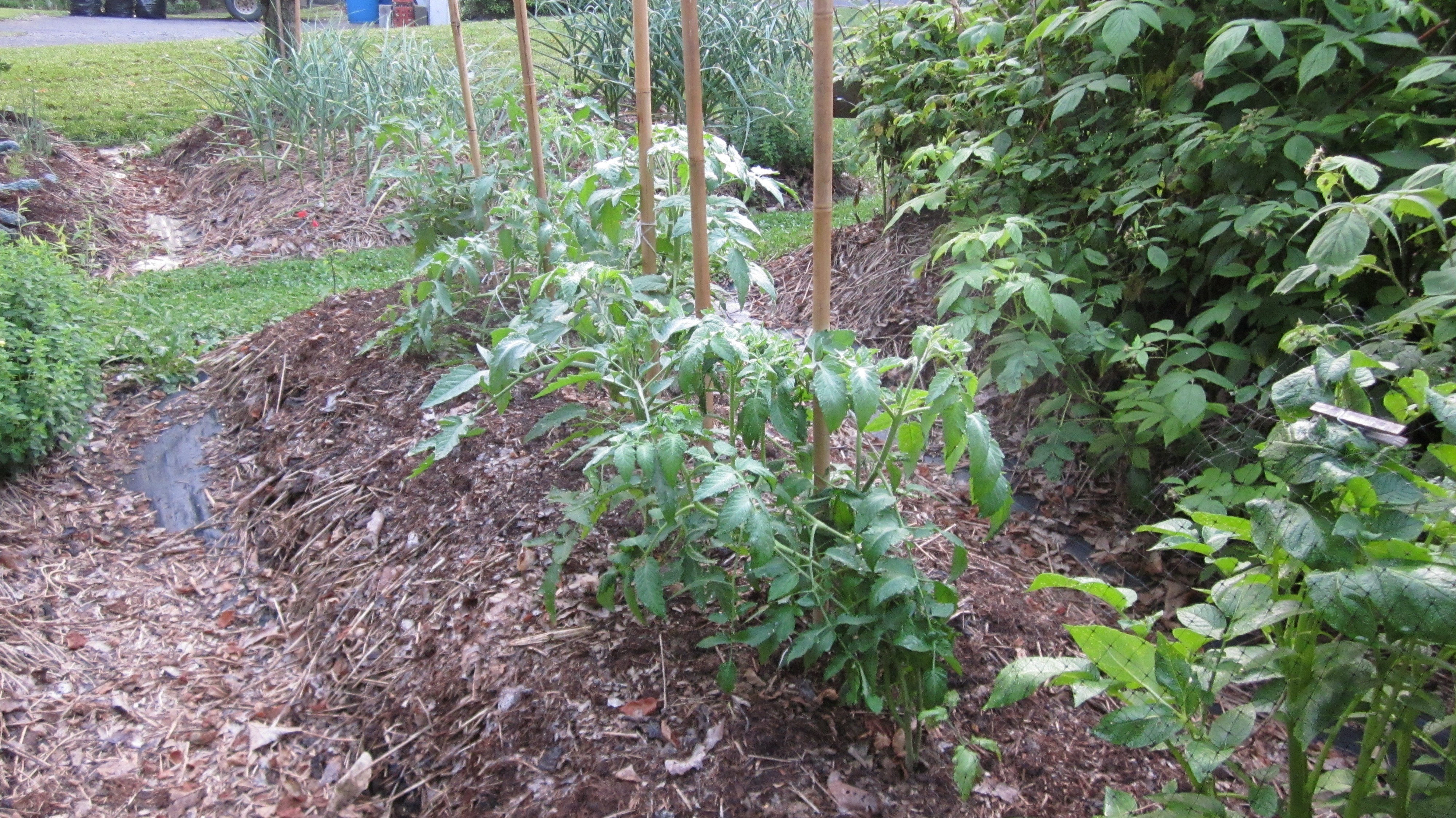 Tomato plant photo