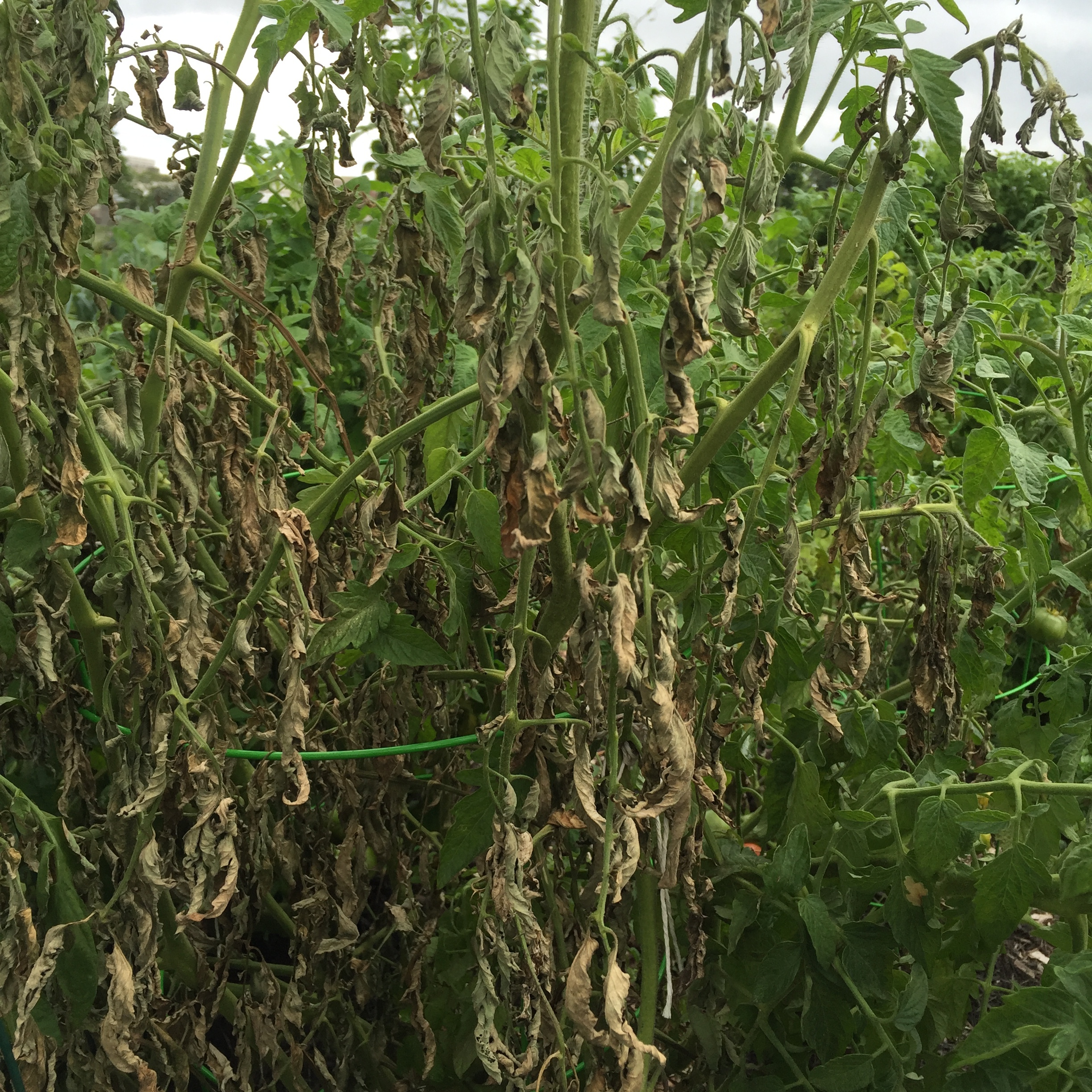Tomato plant wilting-- too much rain? - Ask an Expert