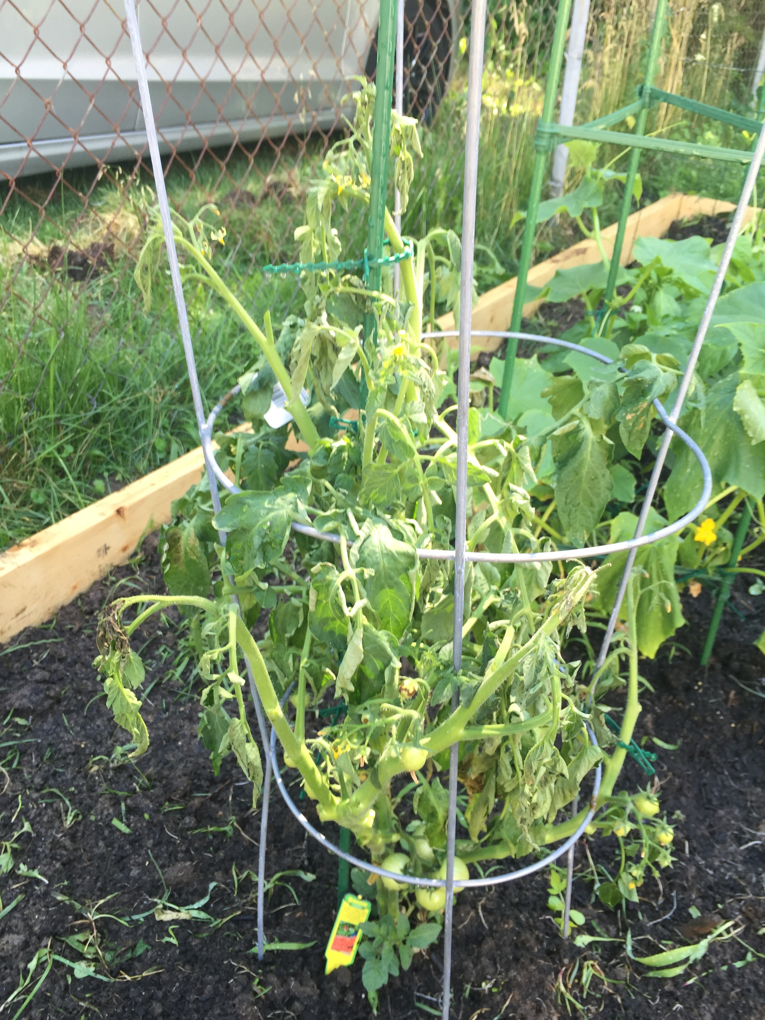 Cherry tomato plant wilting? - Ask an Expert