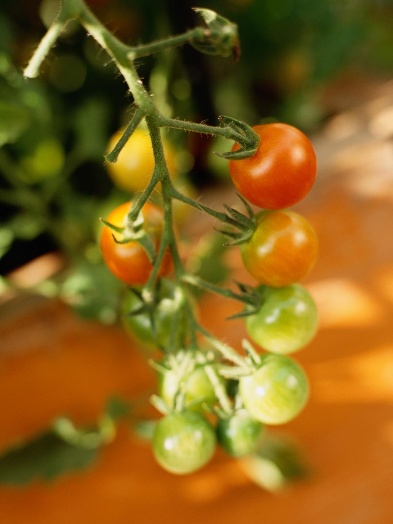 Troubleshooting Tomato Plant Problems | HGTV
