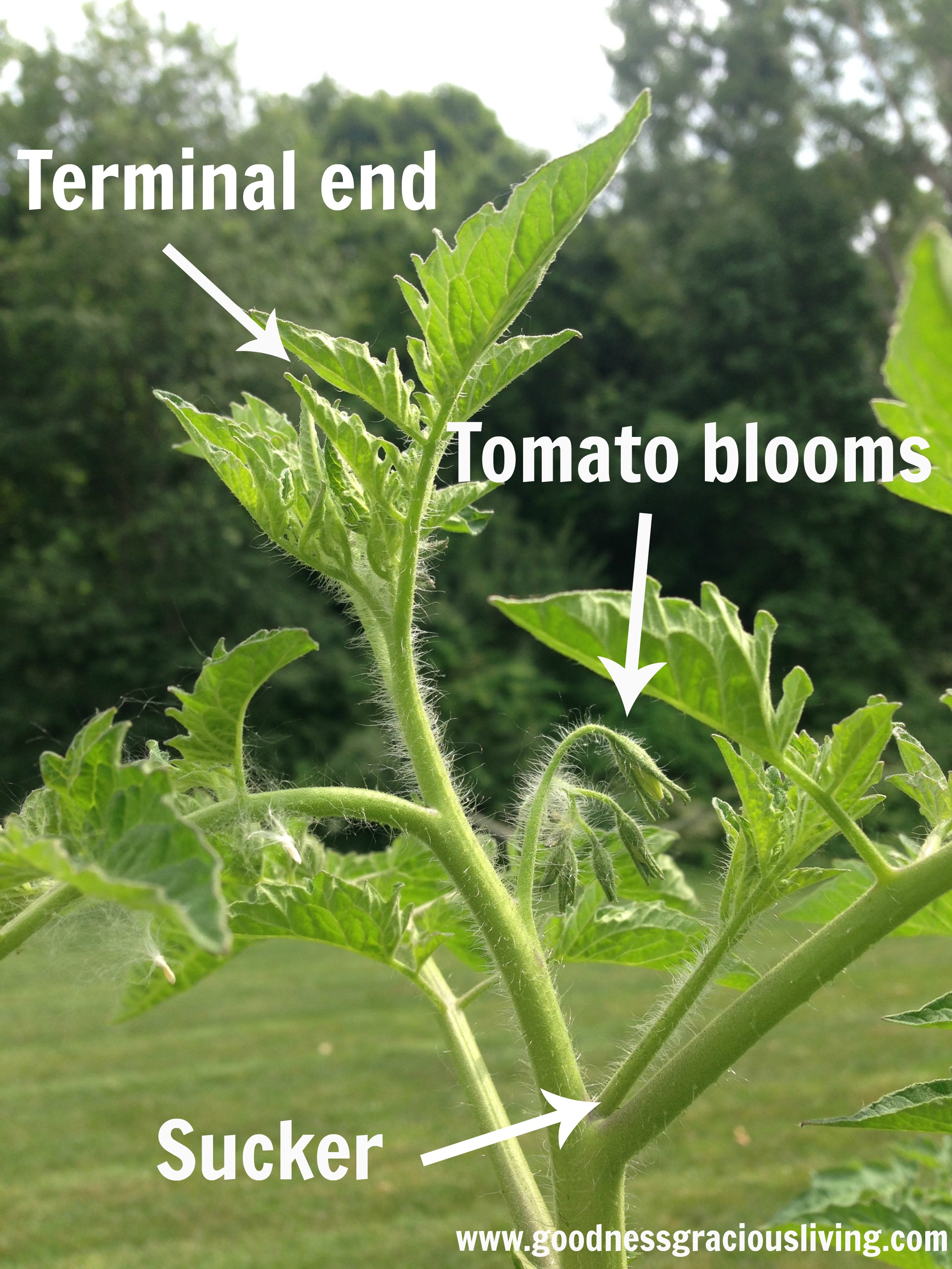 How To Grow Healthy Tomato Plants - Goodness Gracious Living Nutrition