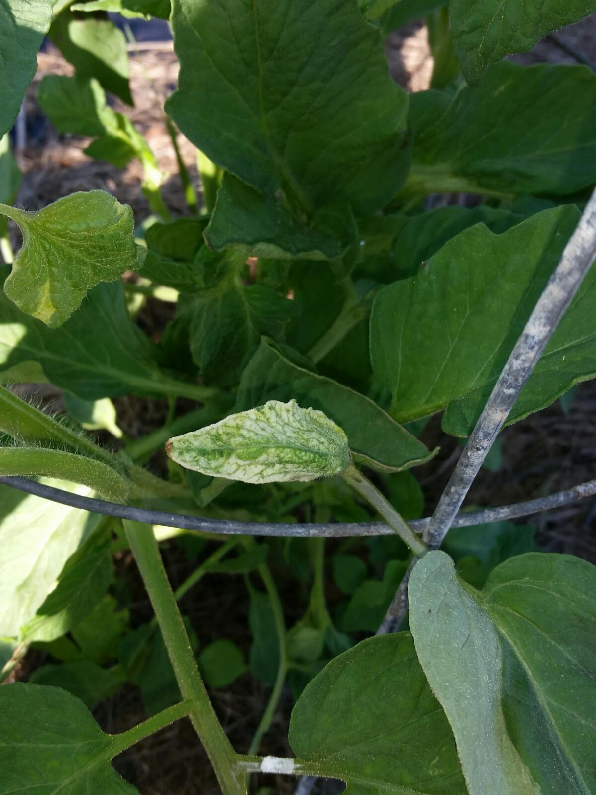 White Leaf Color On Tomato Plants ? What Causes White Tomato Leaves