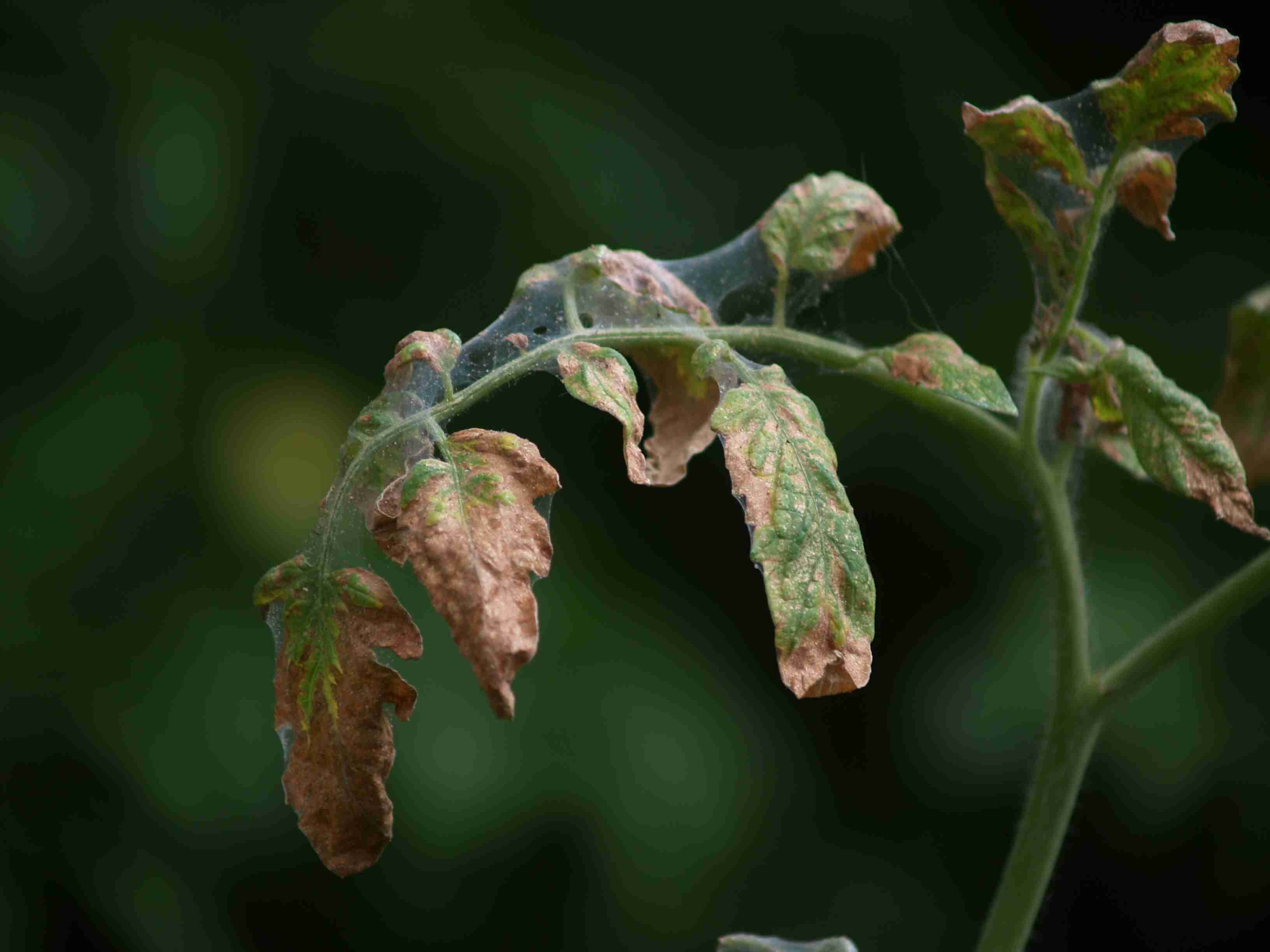 So, Your Tomato Plant Has Wilted Leaves? Here's What To Do. - Off ...