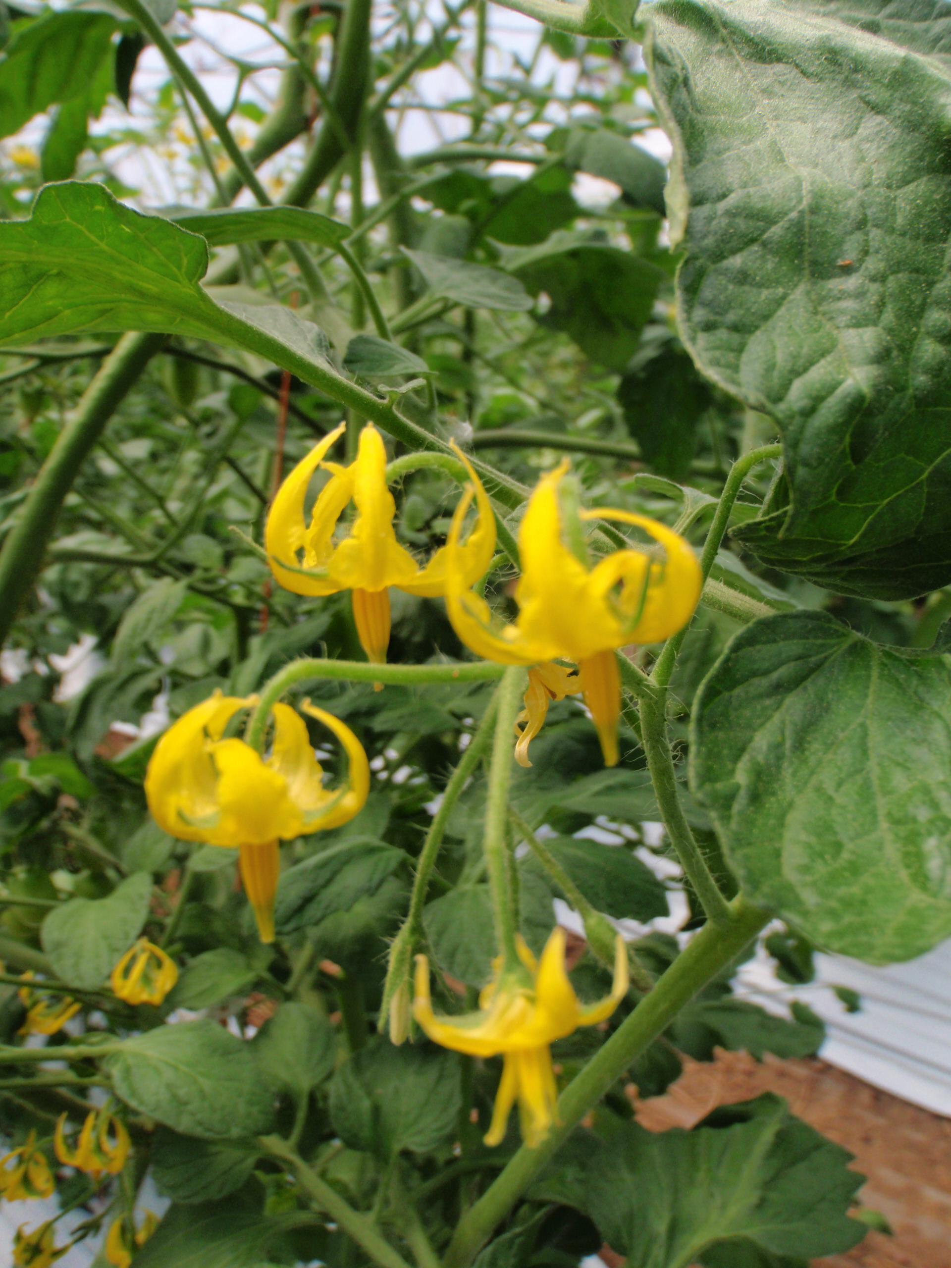 What Are The Yellow Flowers On A Tomato Plant | Flower Pictures ...