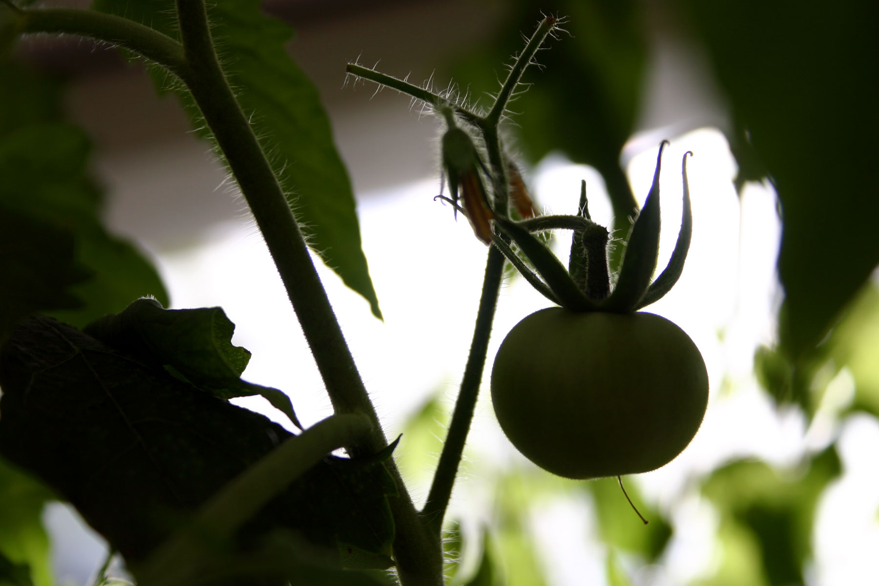 Tomato plant silhouette photo