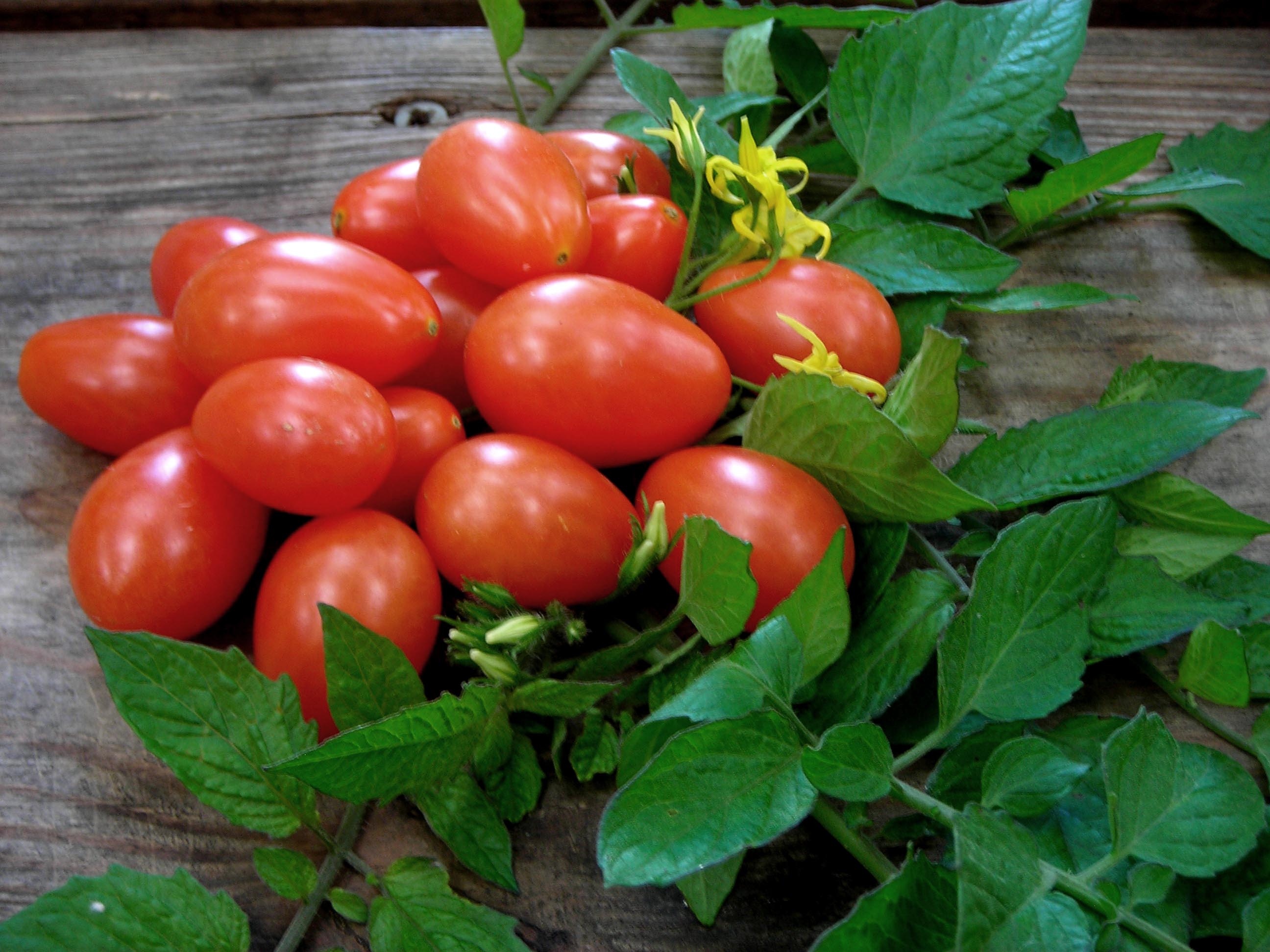 Red Pisa Date Cherry Tomato, 0.08 g : Southern Exposure Seed ...