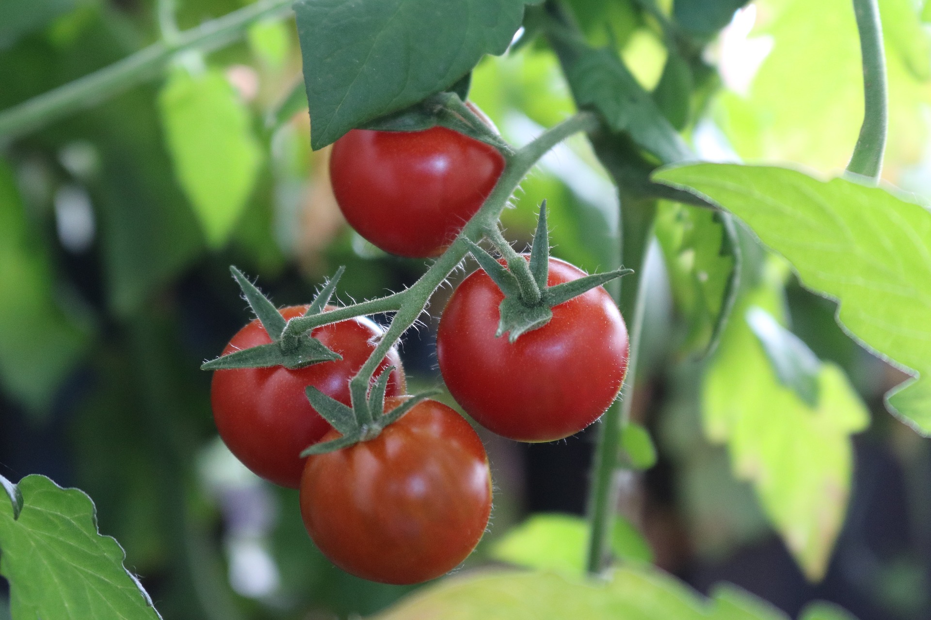 Tomatoes - Tony's Family Farms