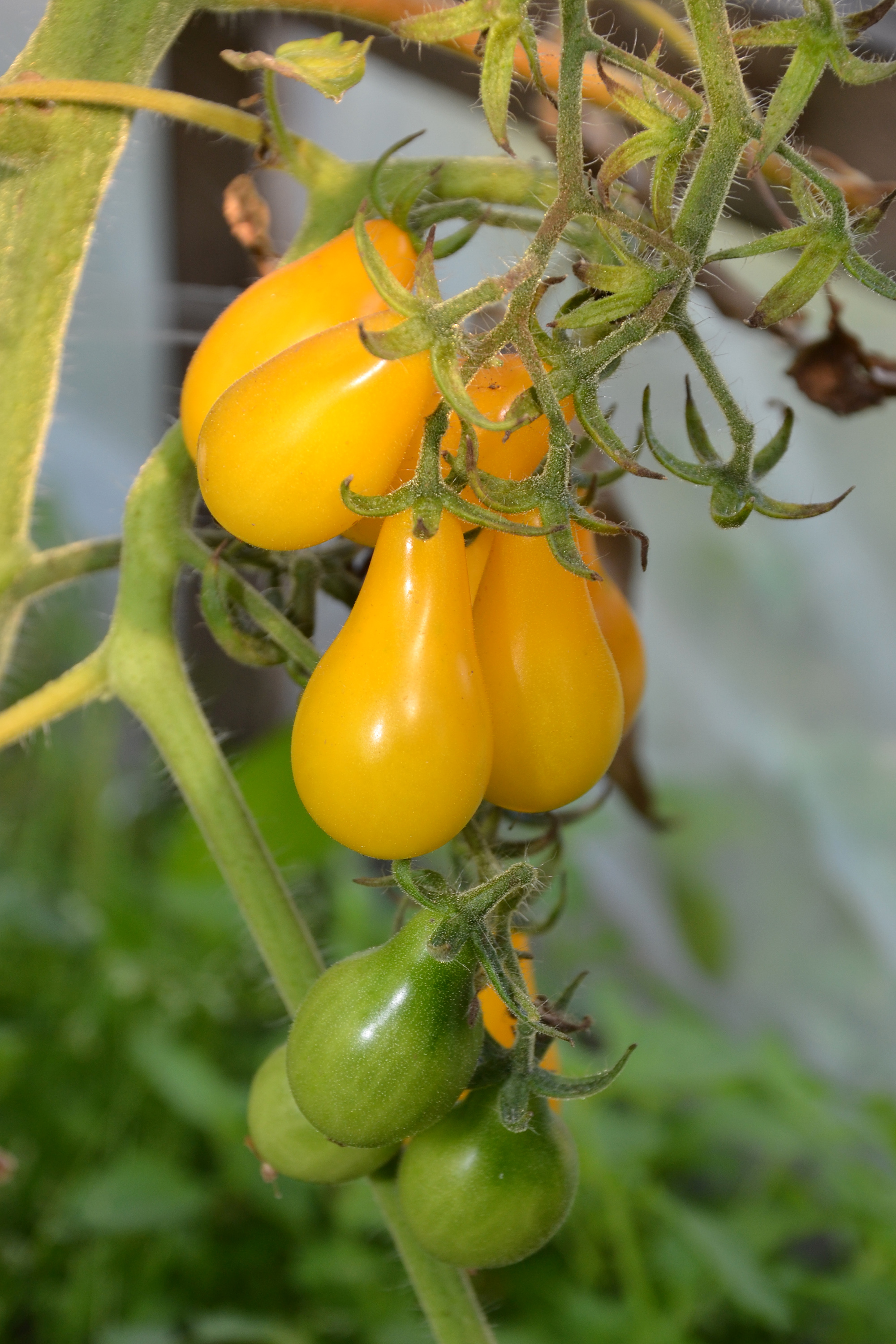 Tomatoes, Agricultural, Ripens, Plant, Plants, HQ Photo