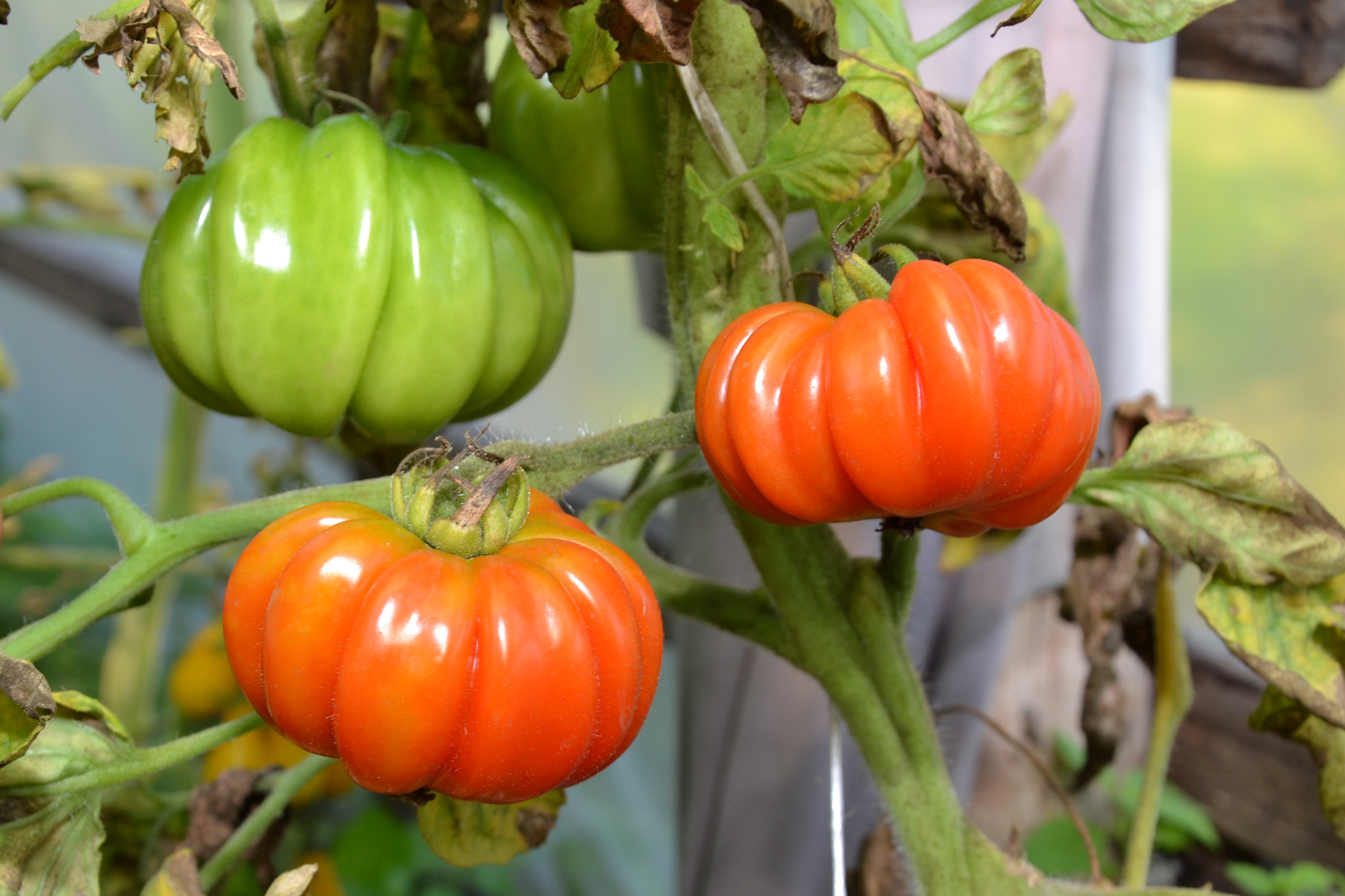 Tomatoes, Agricultural, Ripening, Plant, Plants, HQ Photo