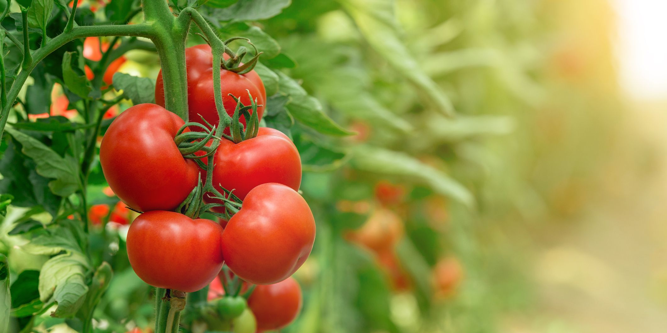 How to Plant and Grow Tomatoes This Summer