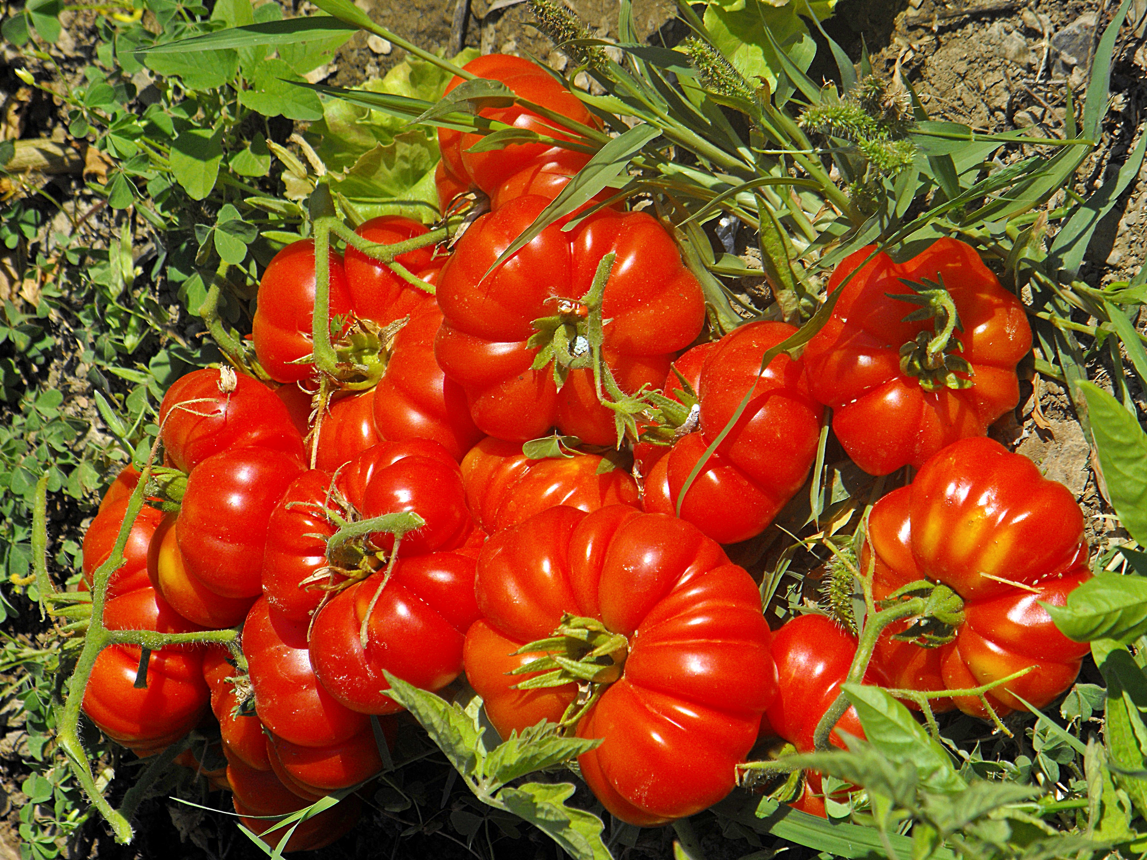 Ode to tomatoes by Pablo Neruda | Village life in Andalucia