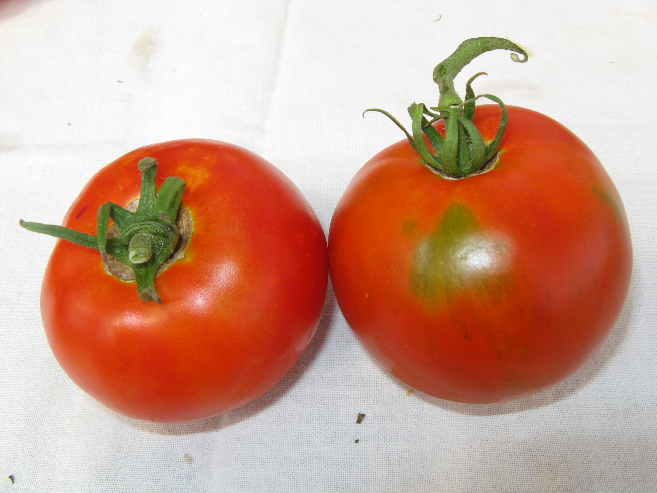 Bloody Butcher Heirloom Tomato Seeds | Farm Hippie