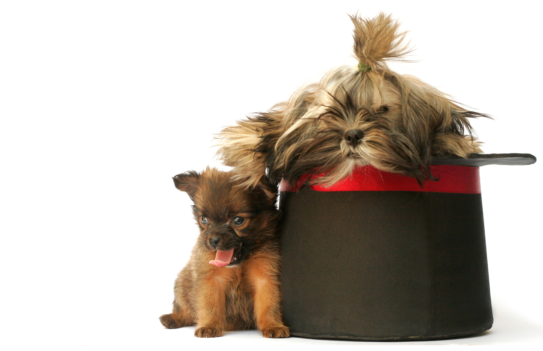 Toochie and Poochie, Animals, Bspo06, Cute, Dog, HQ Photo