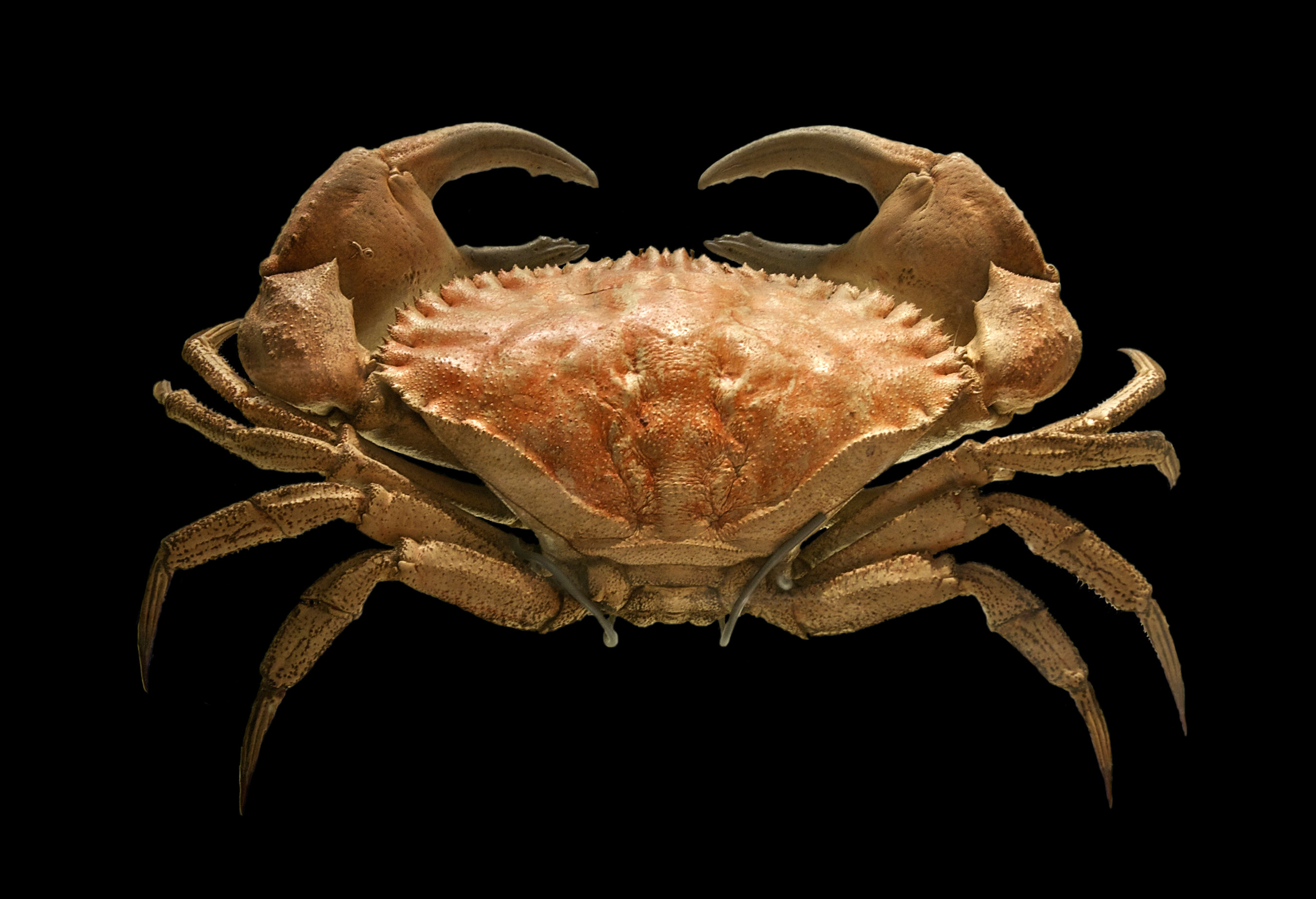 Toothed rock crab photo