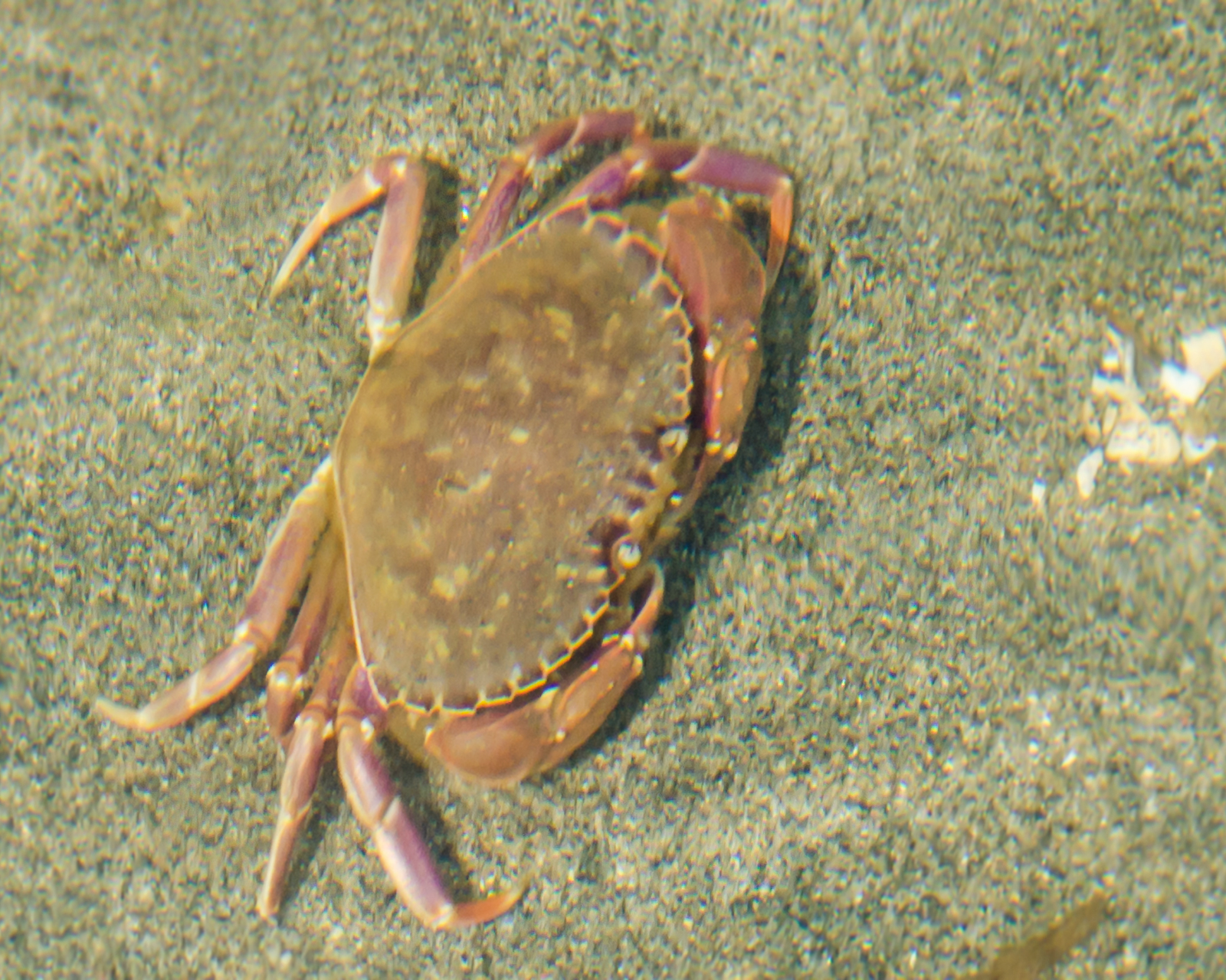 Wanderin' Weeta (With Waterfowl and Weeds): And a couple more crabs