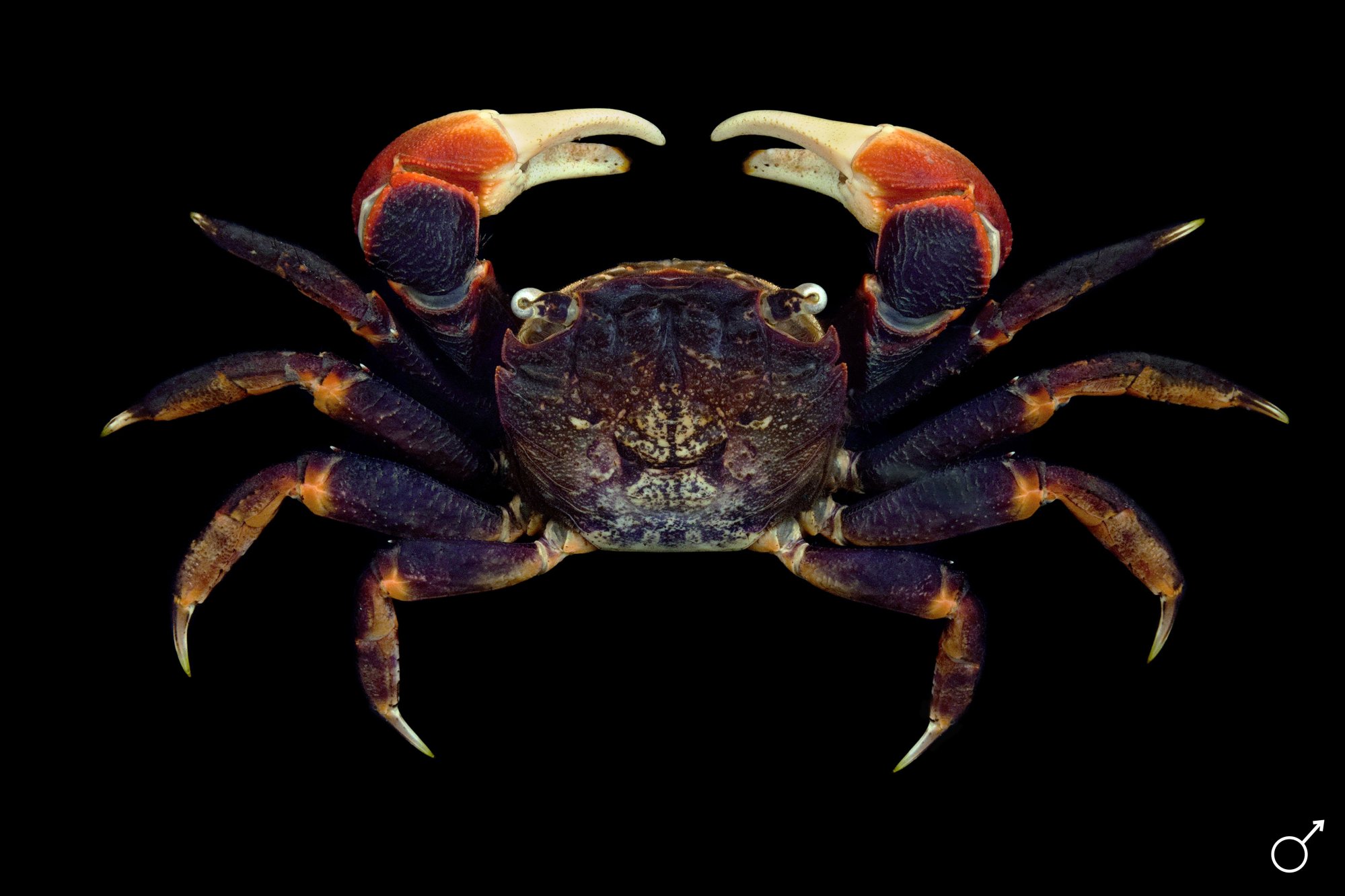 Crab Database · Crabs · Subsection Thoracotremata