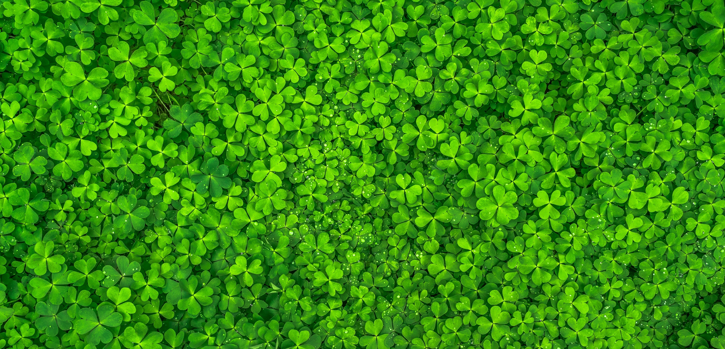 Top view photo of clover leaves