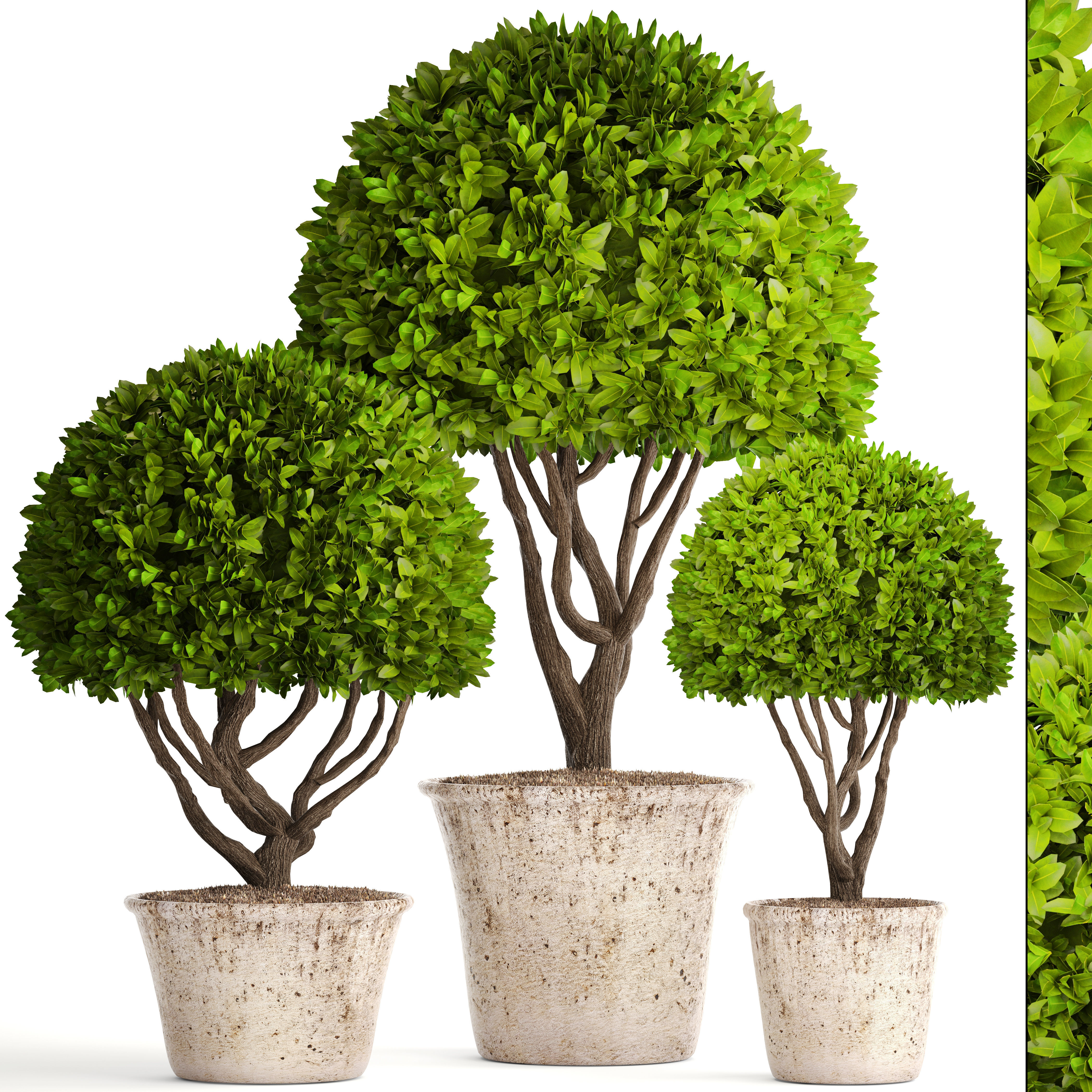 Topiary trees potted 3D model | CGTrader