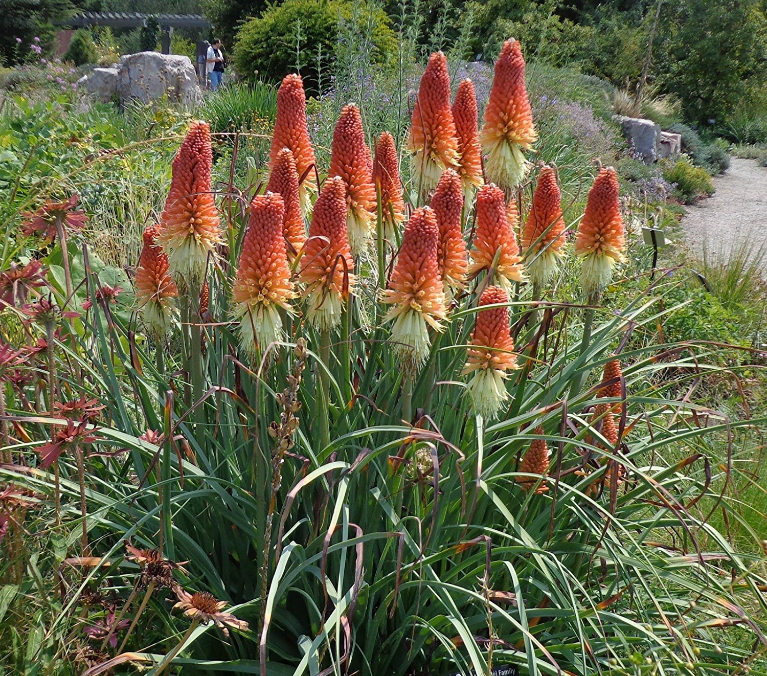 Amazon.com : Kniphofia Torch Lily Red Hot Poker Tritoma Flower ...