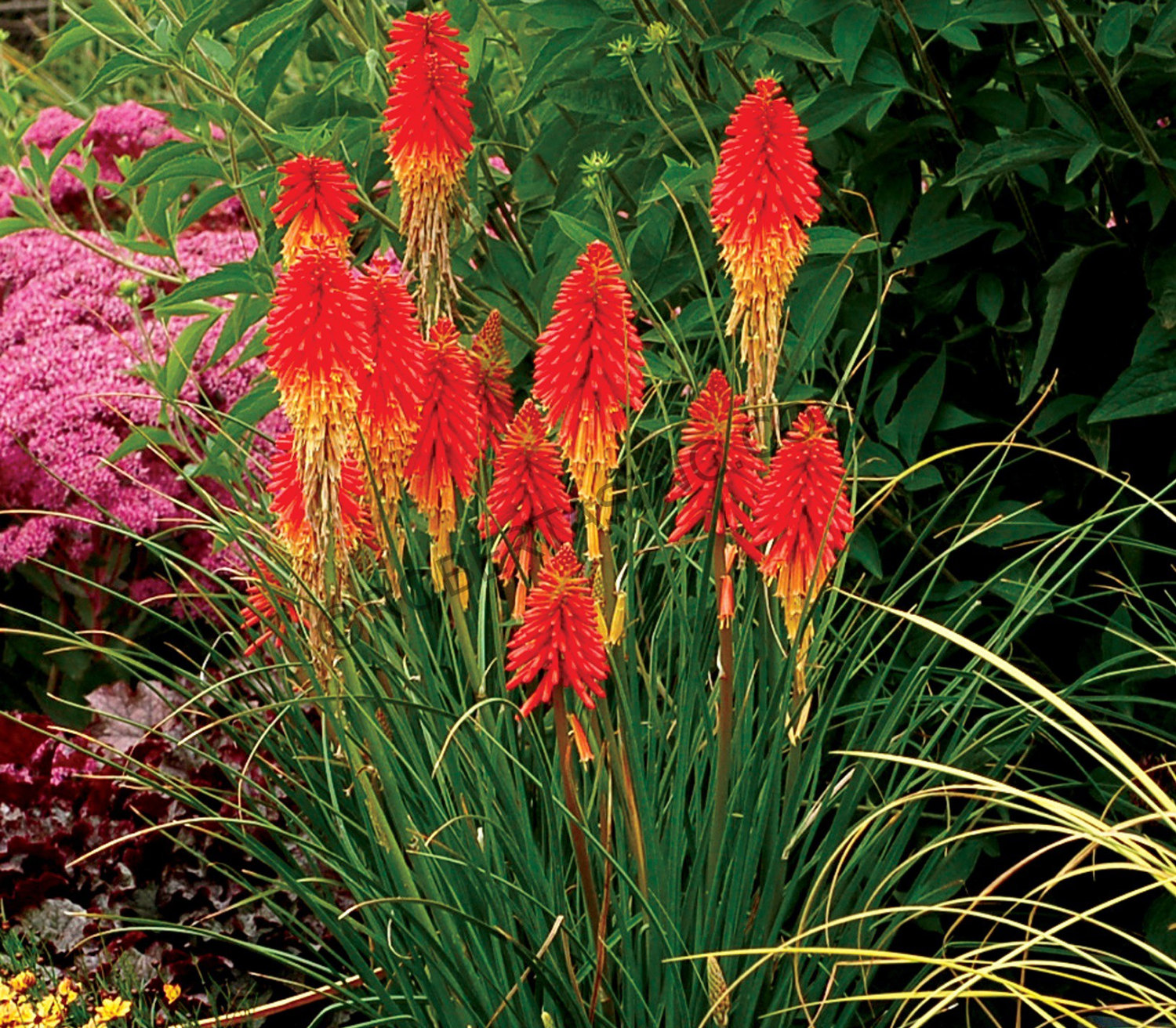 Dwarf Red Hot pokers Seeds Red Hot Poker Torch Lily