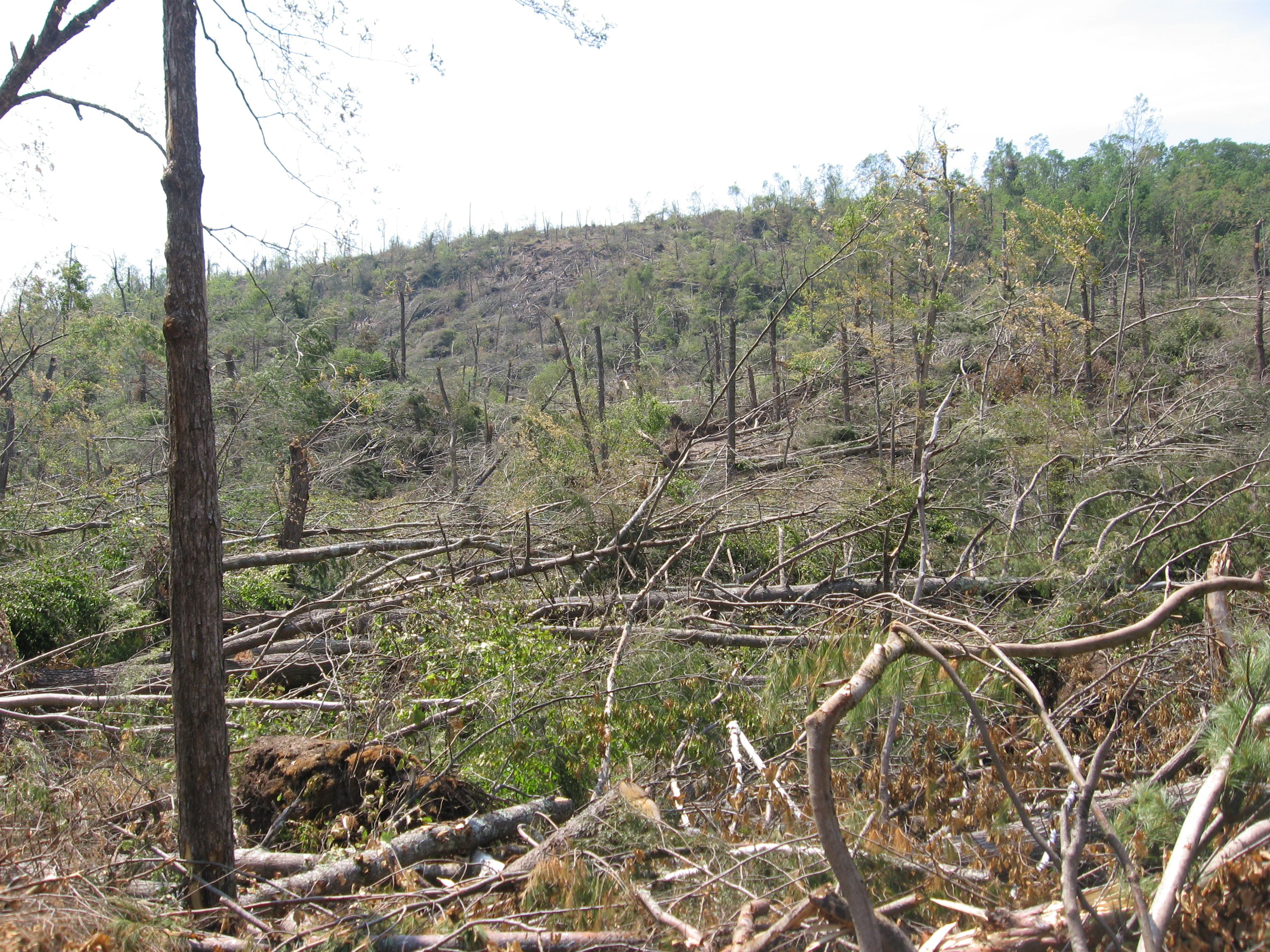 TORNADO LEVELS LARGE SWATH OF BRIMFIELD STATE FOREST – The Sanguine Root