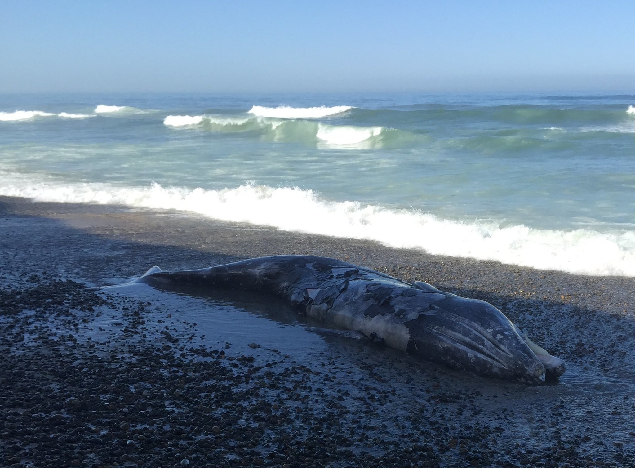 Dead whale washes ashore at Torrey Pines State Beach - The San Diego ...