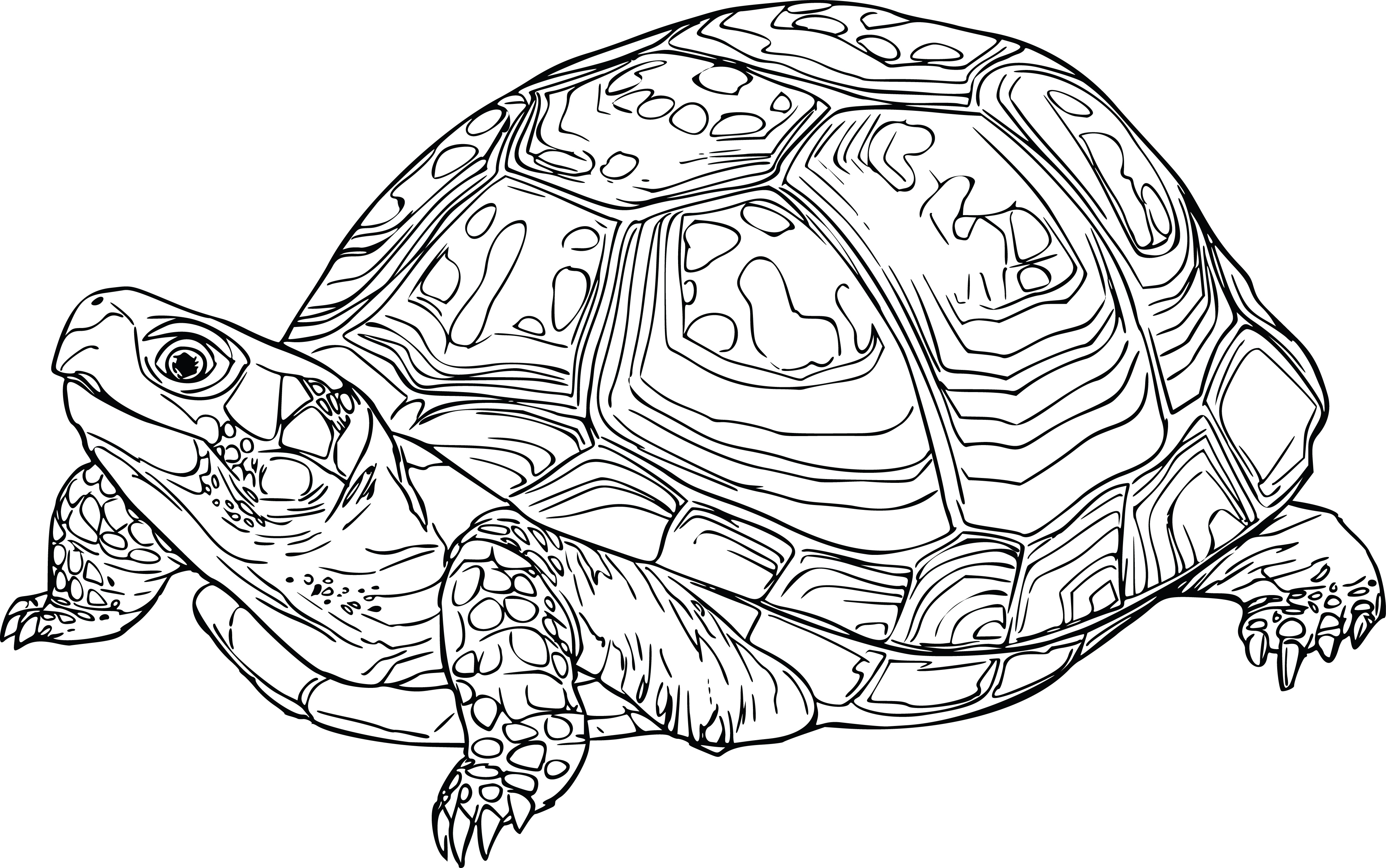 Free Clipart Of A Tortoise