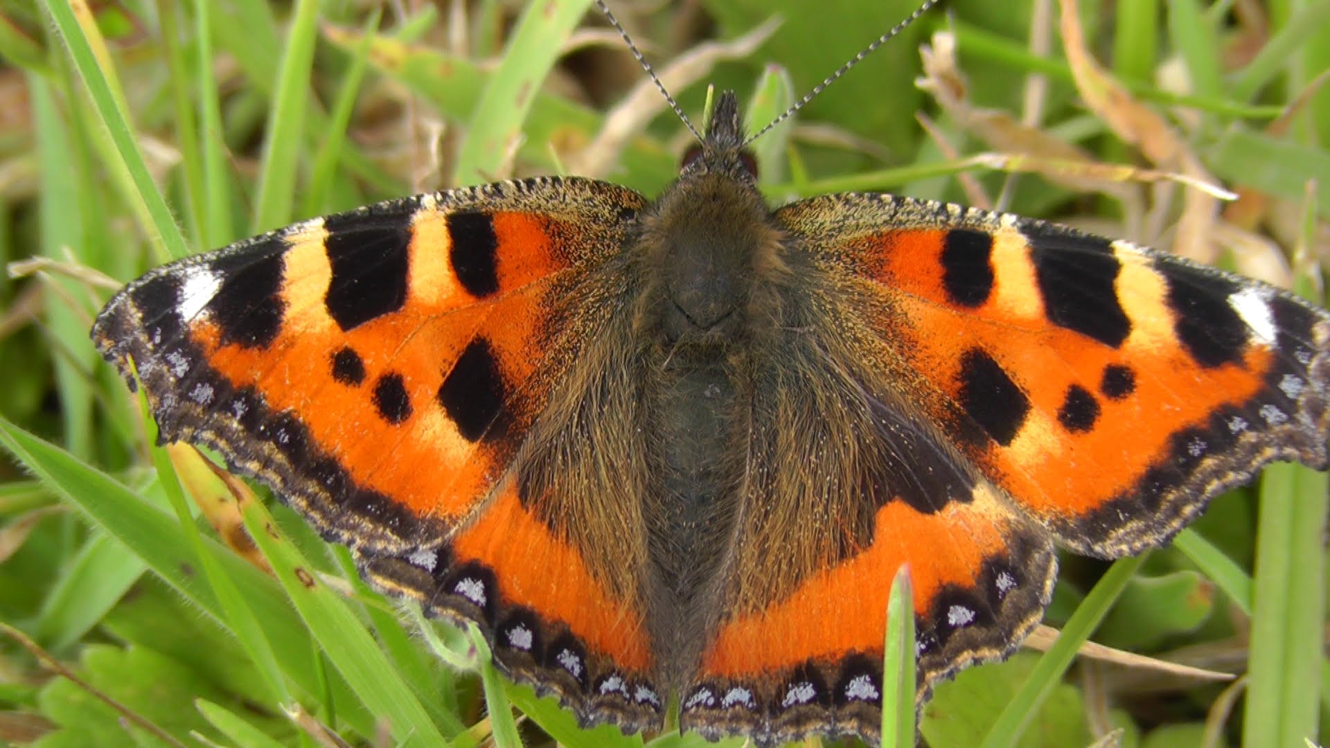 Small Tortoiseshell Butterfly - Butterflies in Cornwall - YouTube