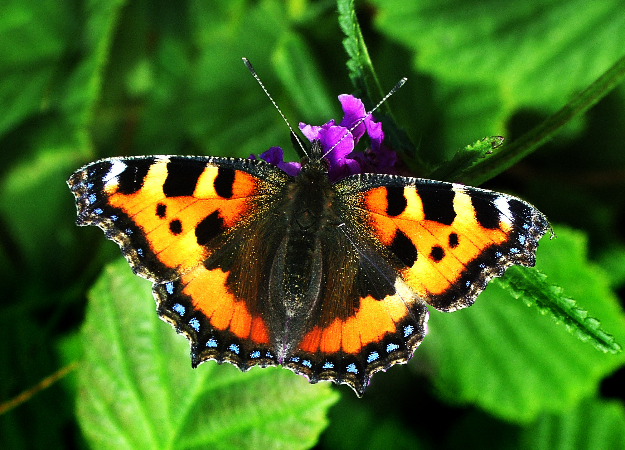 Butterfly Conservation - Cumbria Branch - Species - Small Tortoiseshell