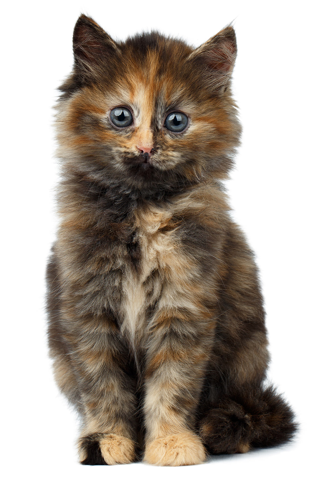 30 Things You Never Knew About The Tortoiseshell Cat