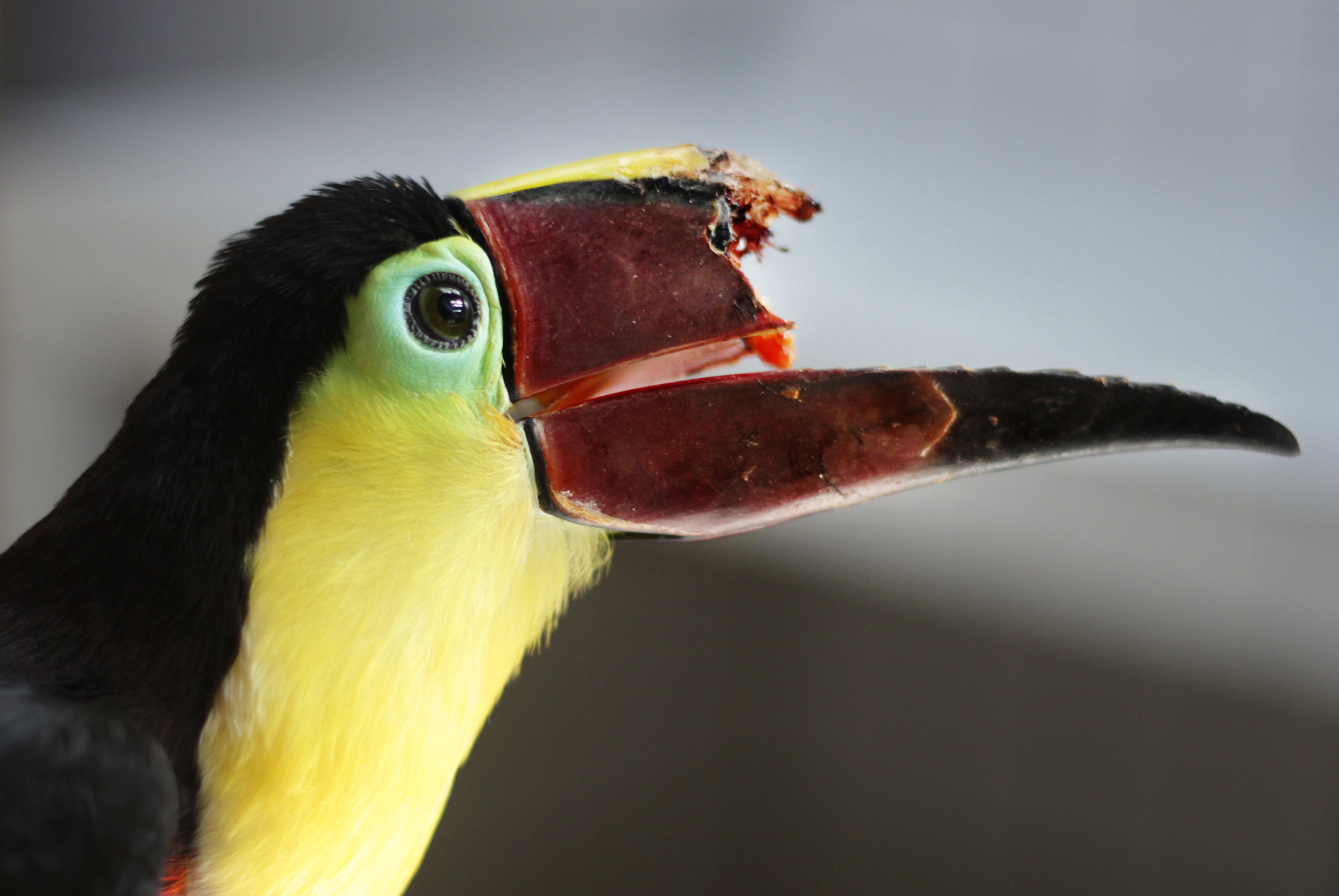 Can 3-D Printing Save This Toucan's Life? | Audubon