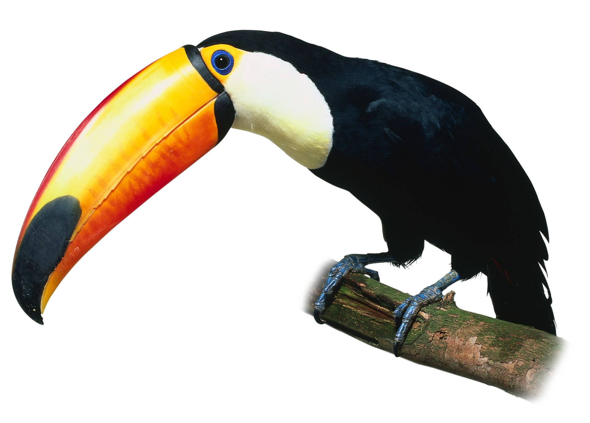 Toucan Facts For Kids | What Do Toucans Eat | DK Find Out