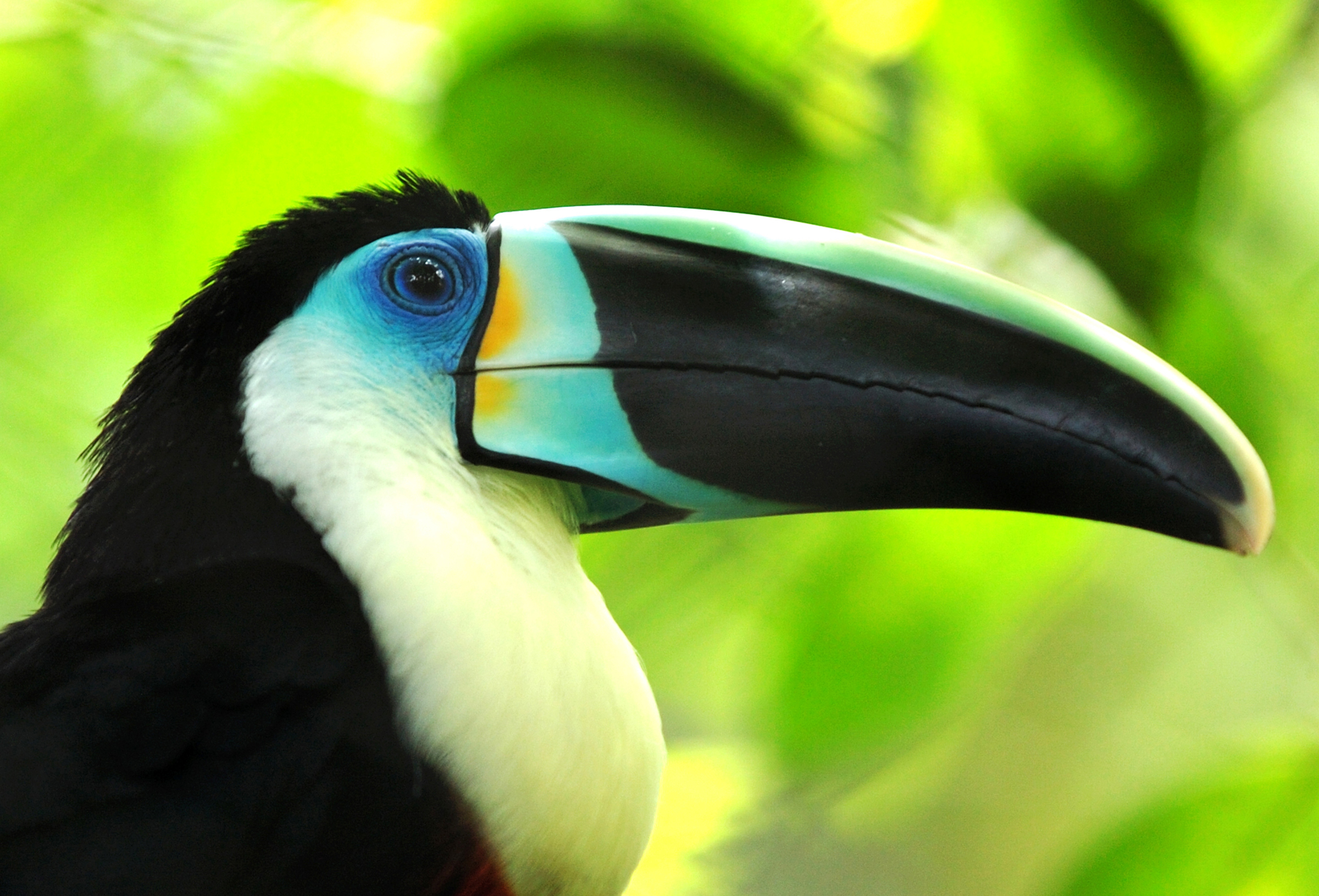 78 Toucan HD Wallpapers | Background Images - Wallpaper Abyss