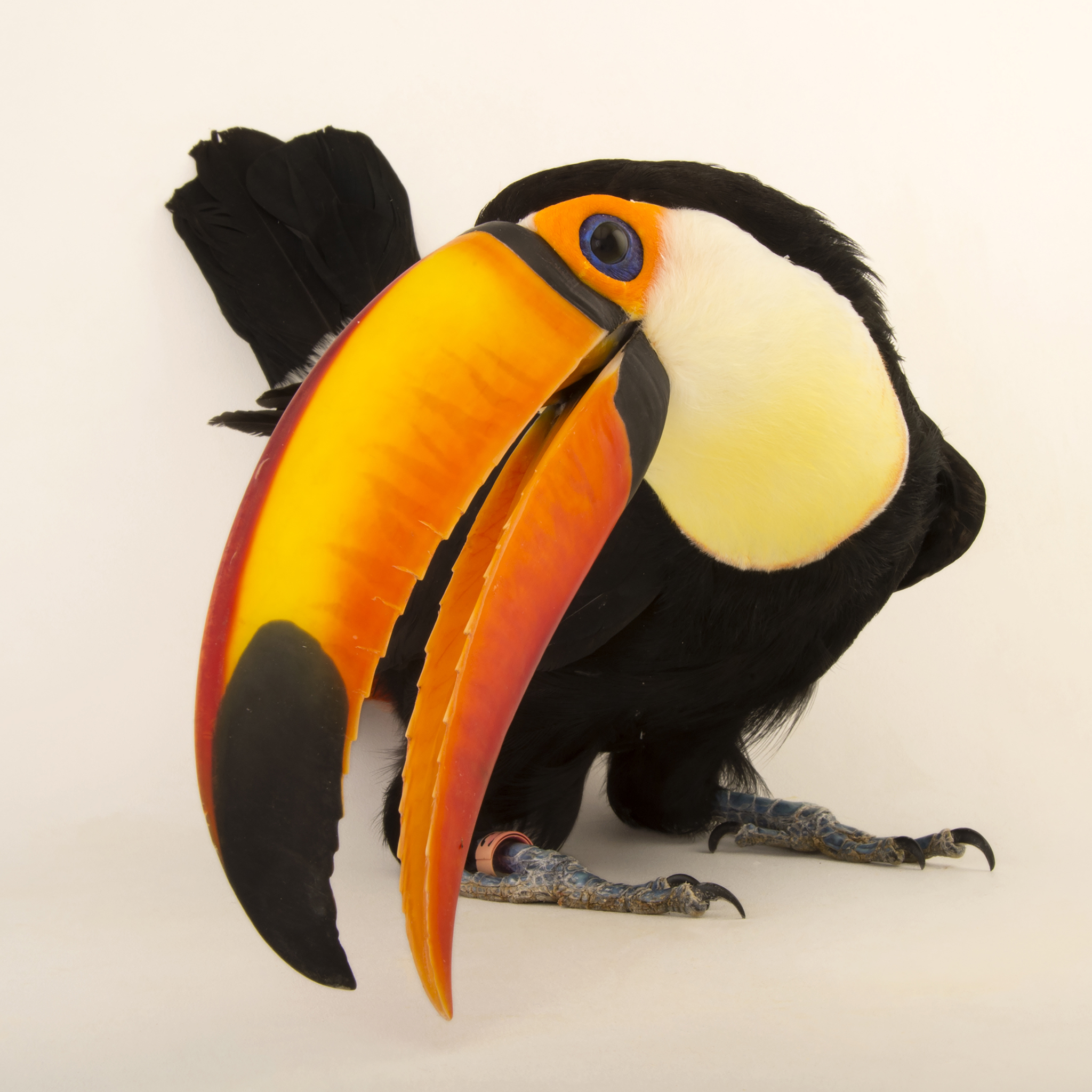 Toucan | National Geographic