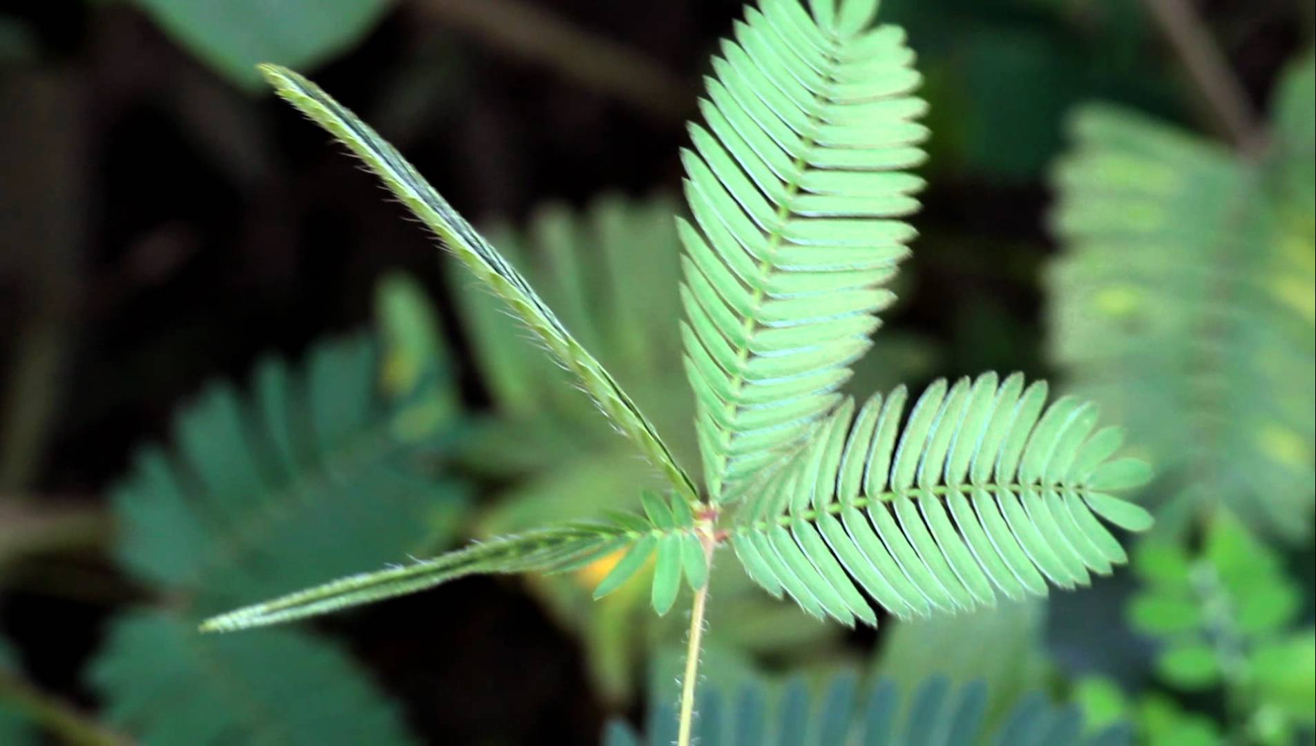 Touch-me-not plant/sensitive plant (mimosa pudica) leaves in action ...