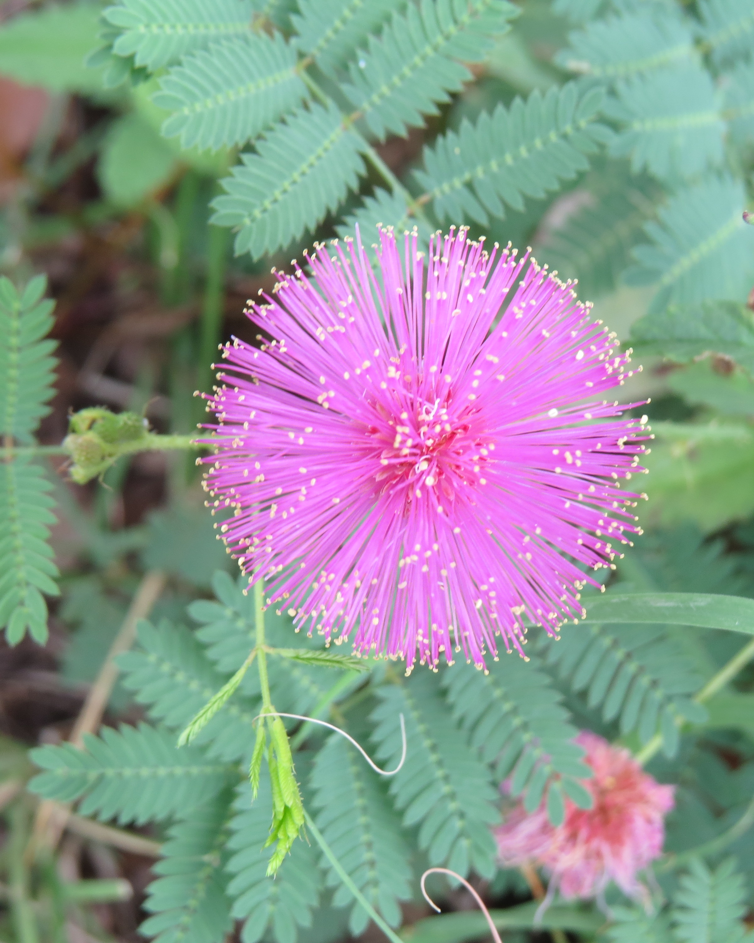 Touch-Me-Not or Sensitive Plant, Mimosa pudica | DALLAS GARDEN BUZZ