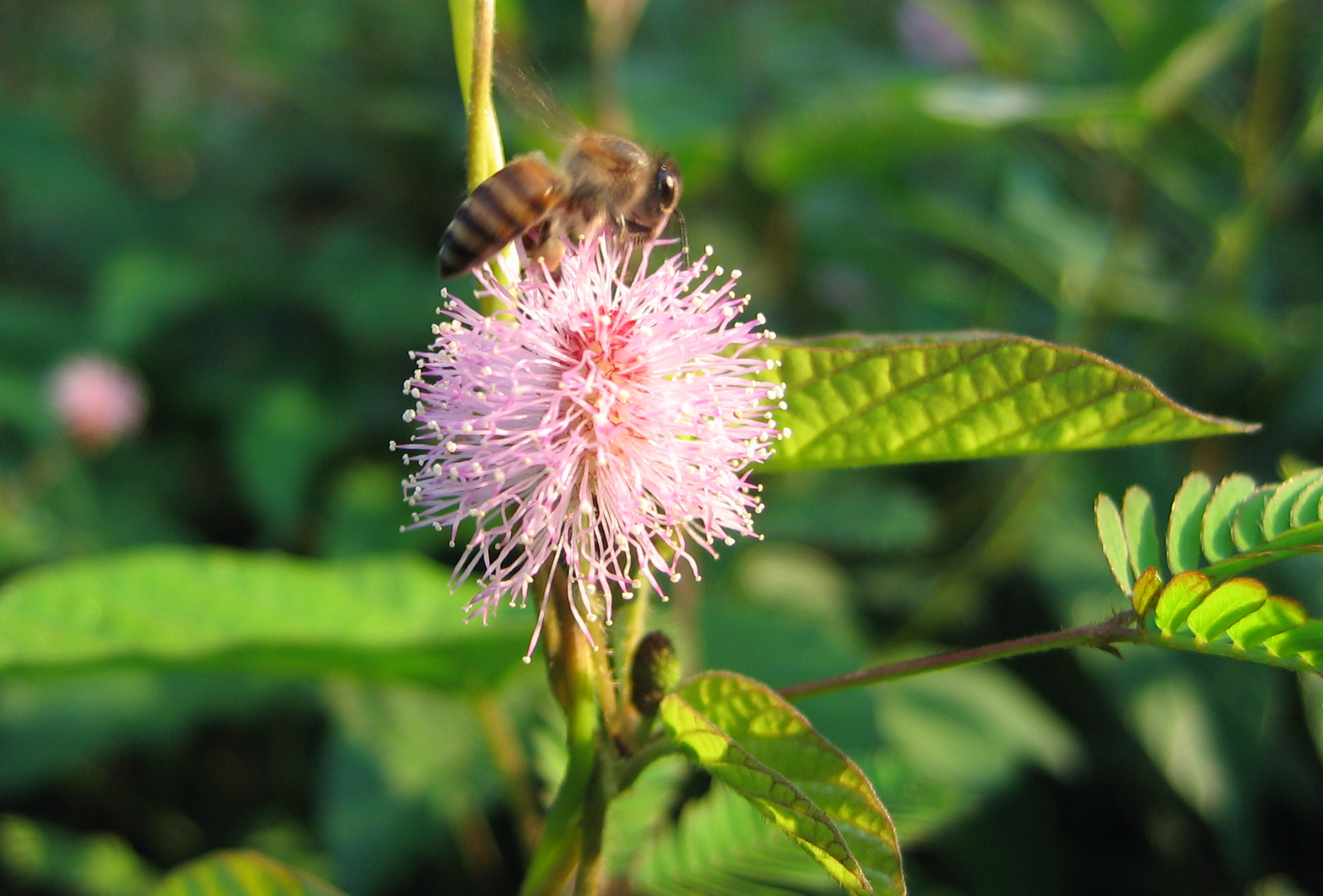 File:Bee in touch me not flower.jpg - Wikimedia Commons
