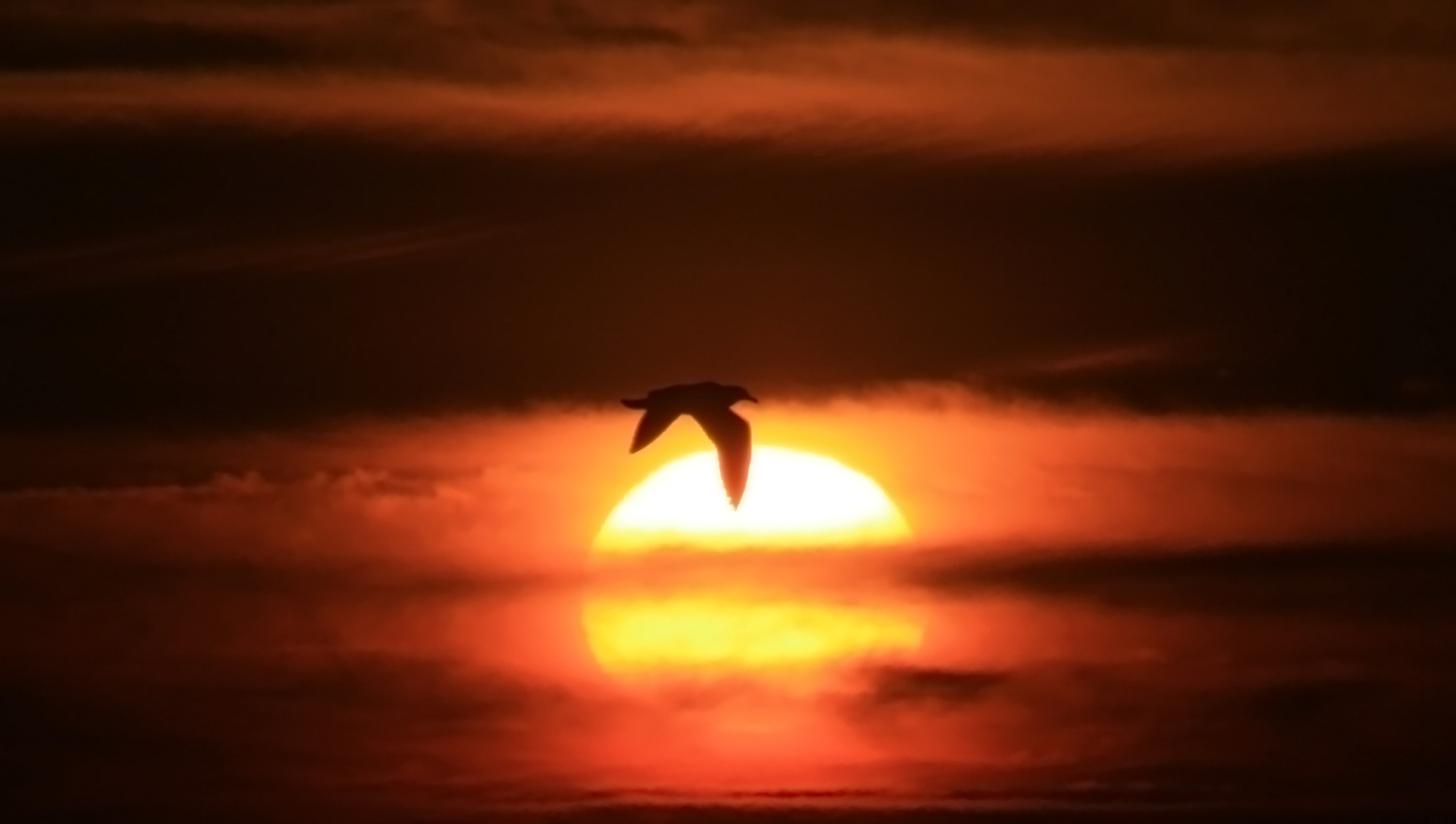 File:A bird touching the sun with his wing.jpg - Wikimedia Commons
