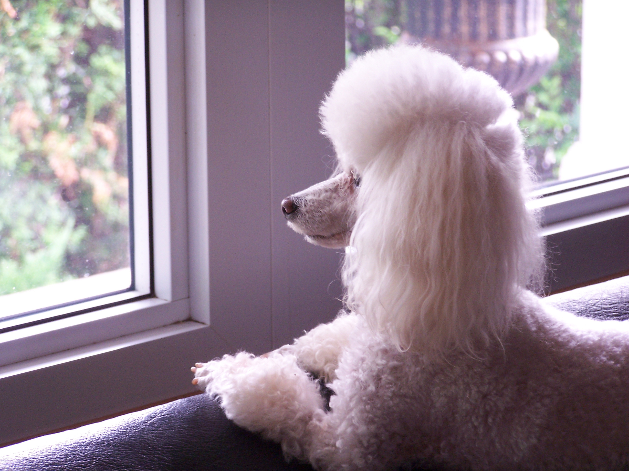 Toy Poodle, Animal, Curious, Curly, Dog, HQ Photo