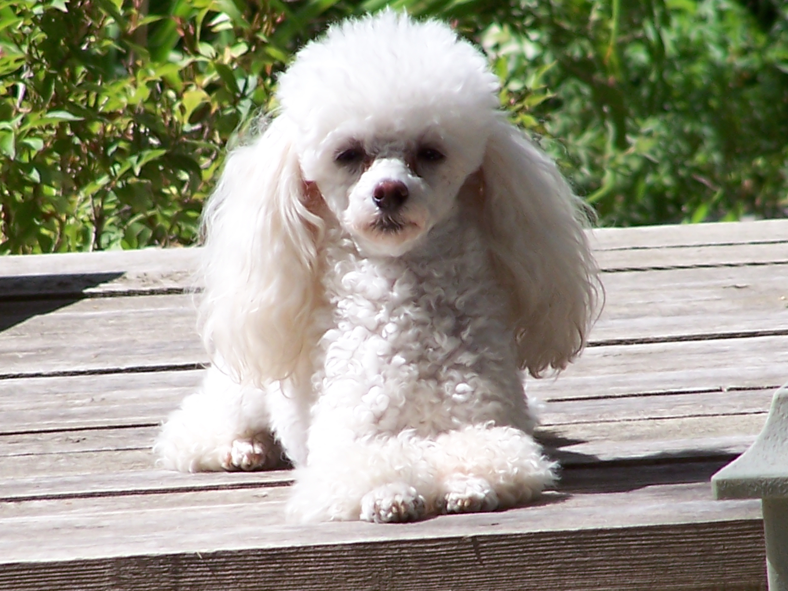 Toy poodle photo