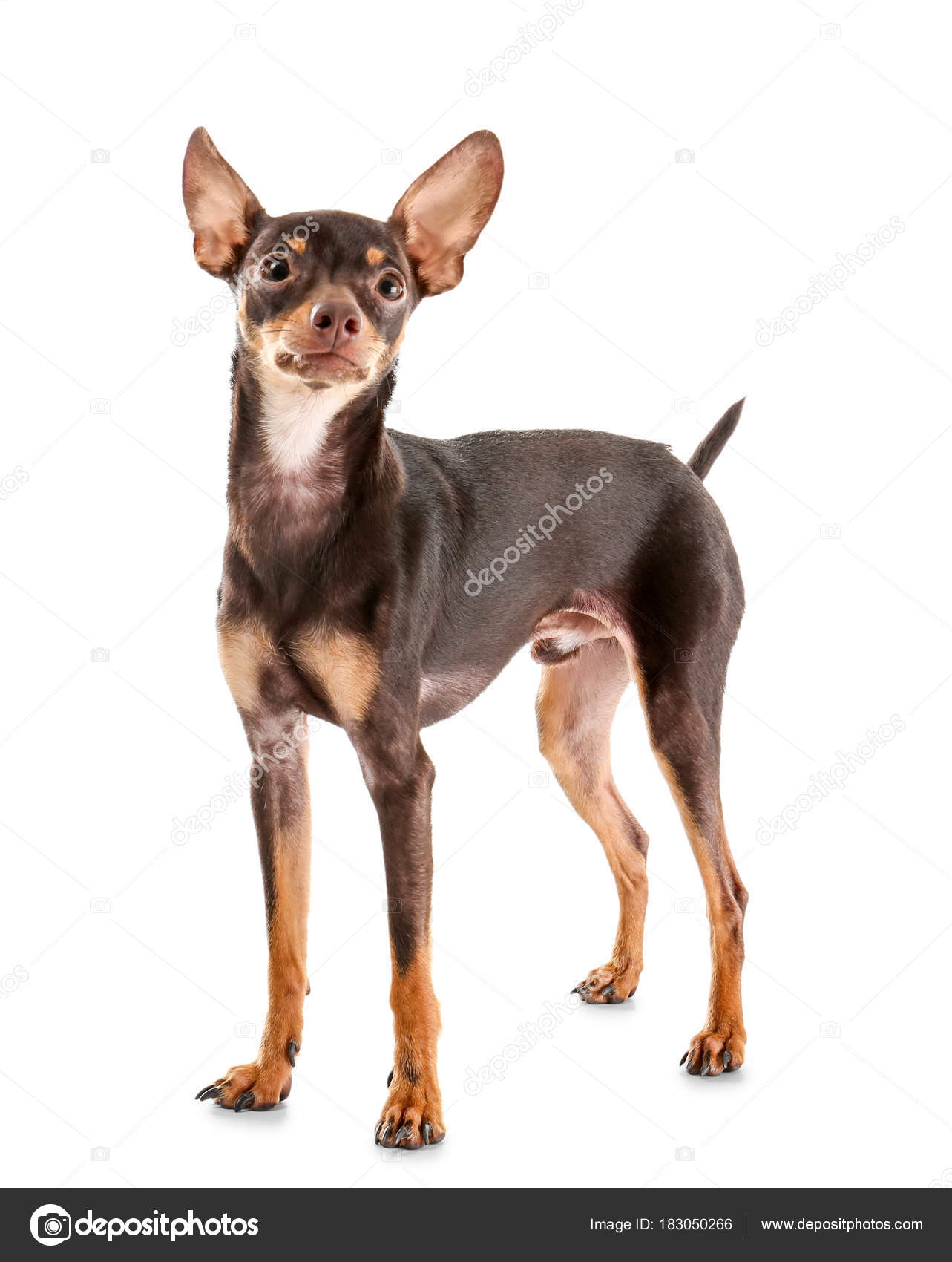 Cute toy terrier — Stock Photo © belchonock #183050266