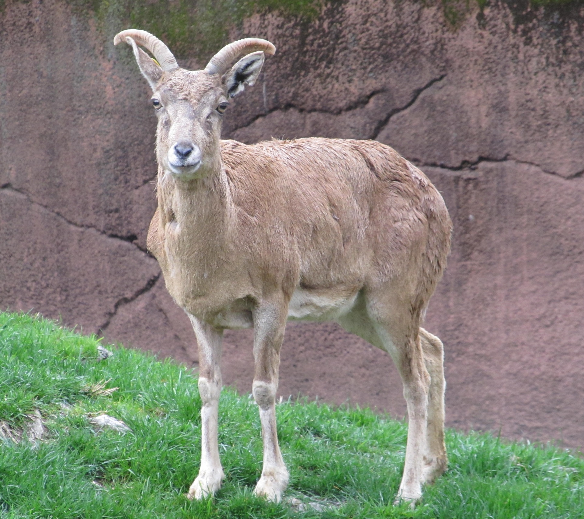 Transcaspian Urial Free Stock Photo - Public Domain Pictures