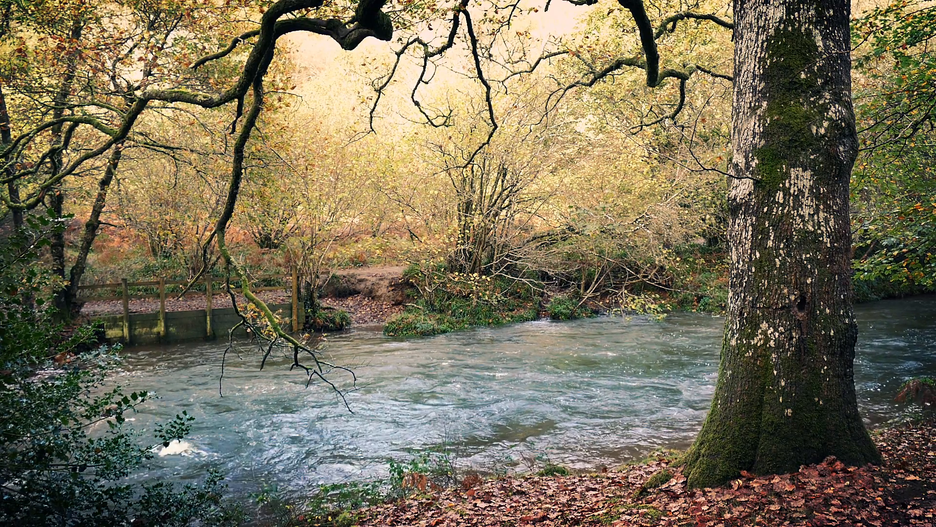 Tranquil River In The Woods Stock Video Footage - Videoblocks