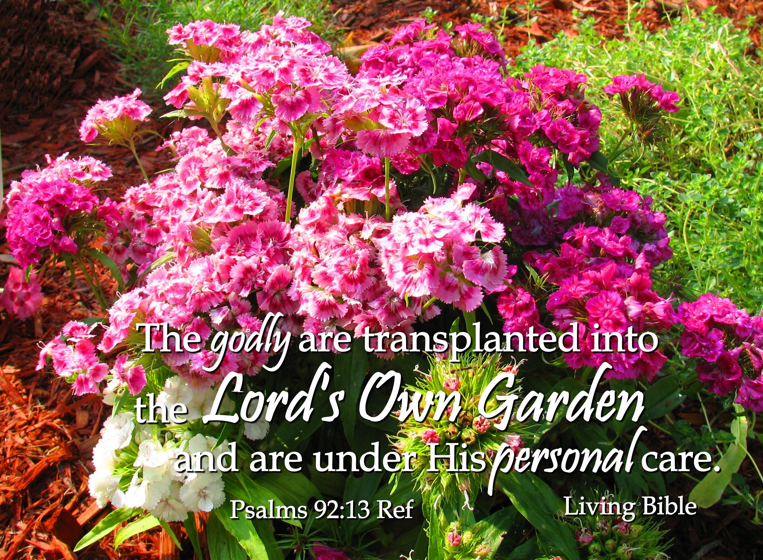 Transplanted into god's own garden photo