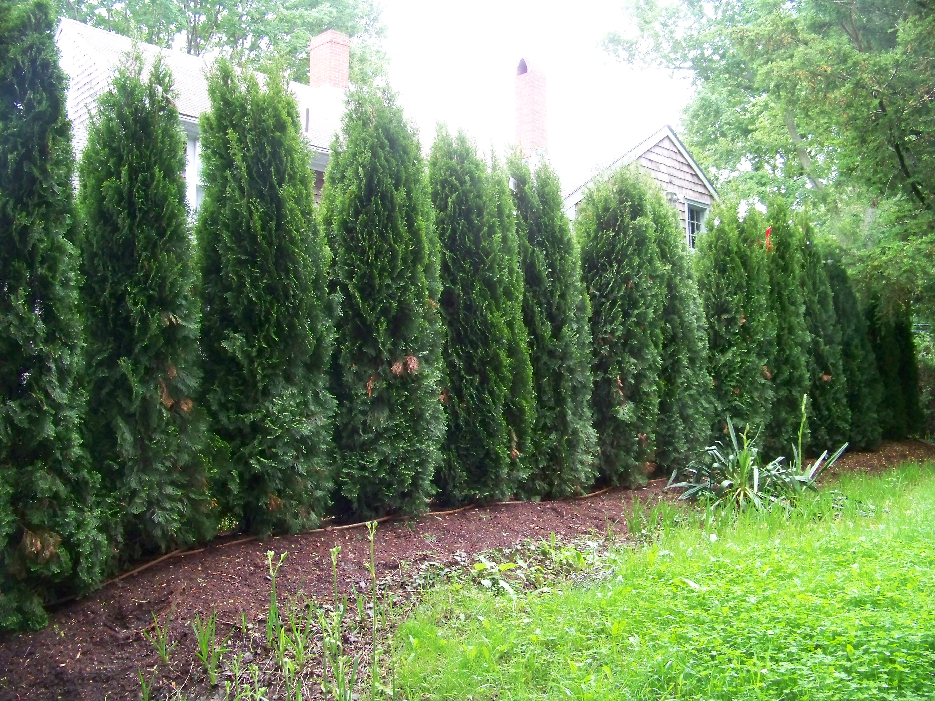 Planting – Greene's Tree & Garden LLC