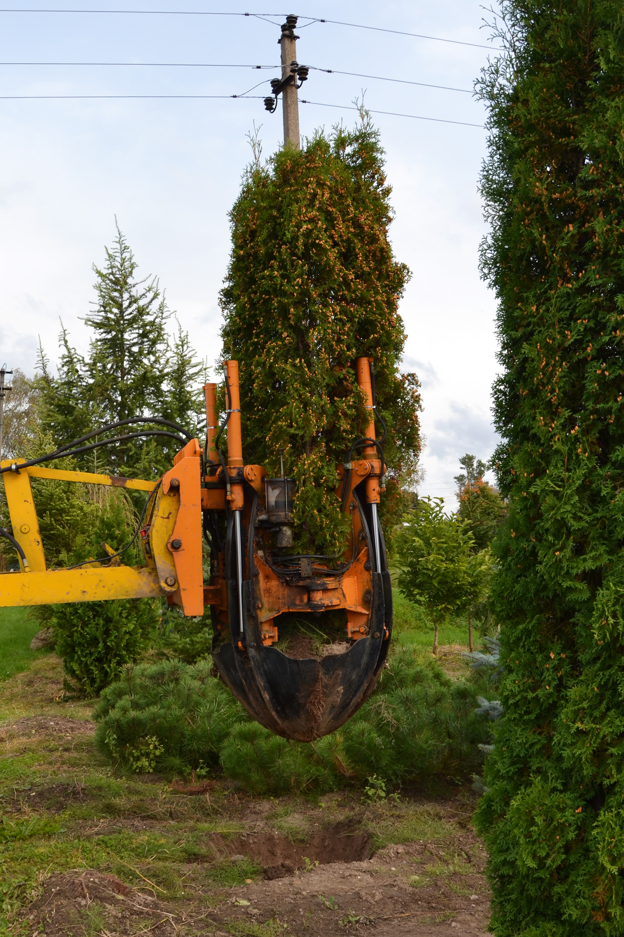 Transplanting thuja tree, Arborvitae, Rootball, Uplift, Treespade, HQ Photo