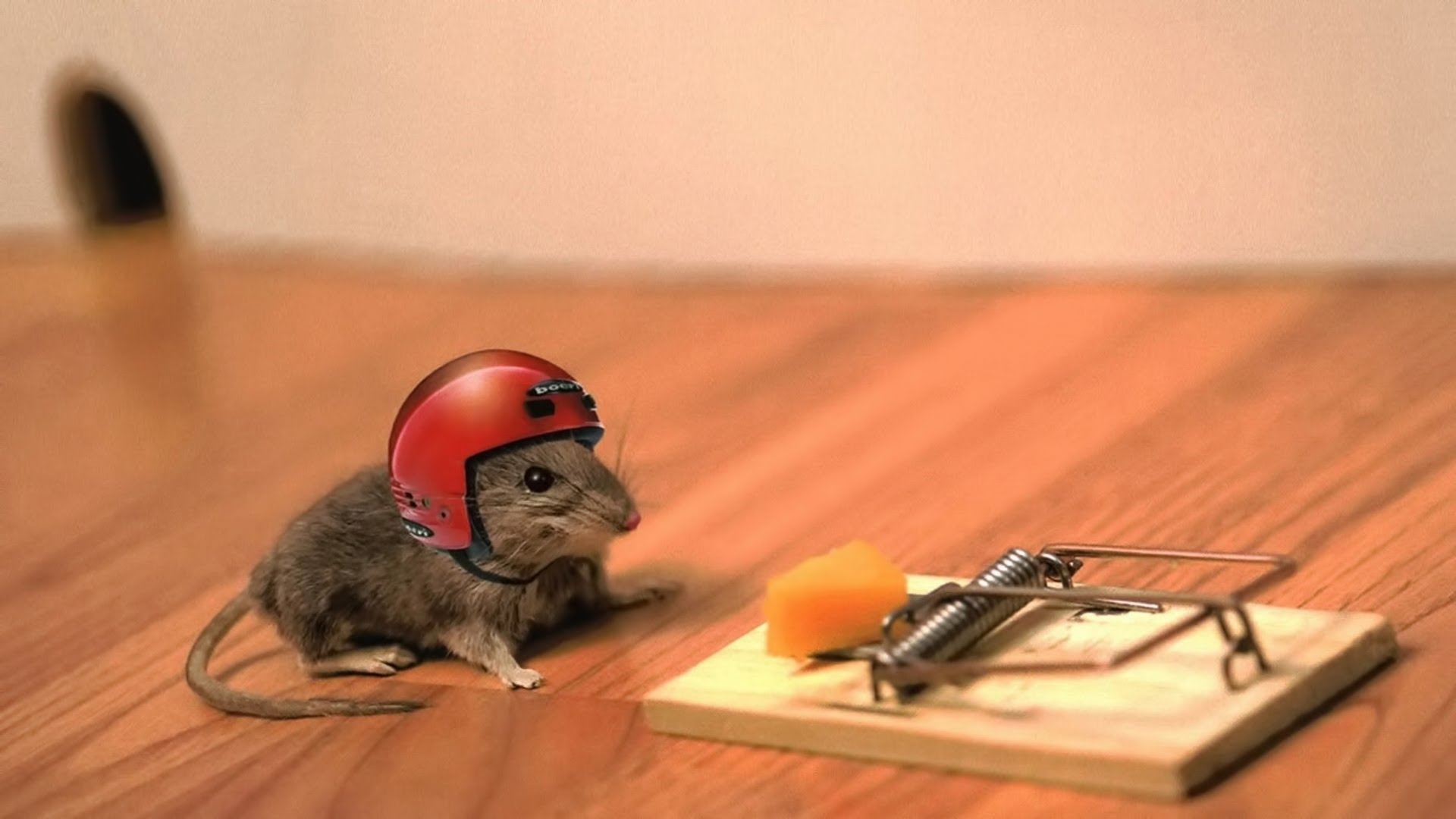 How to Make an Emergency Mouse Trap (Humane, No-Kill) - YouTube