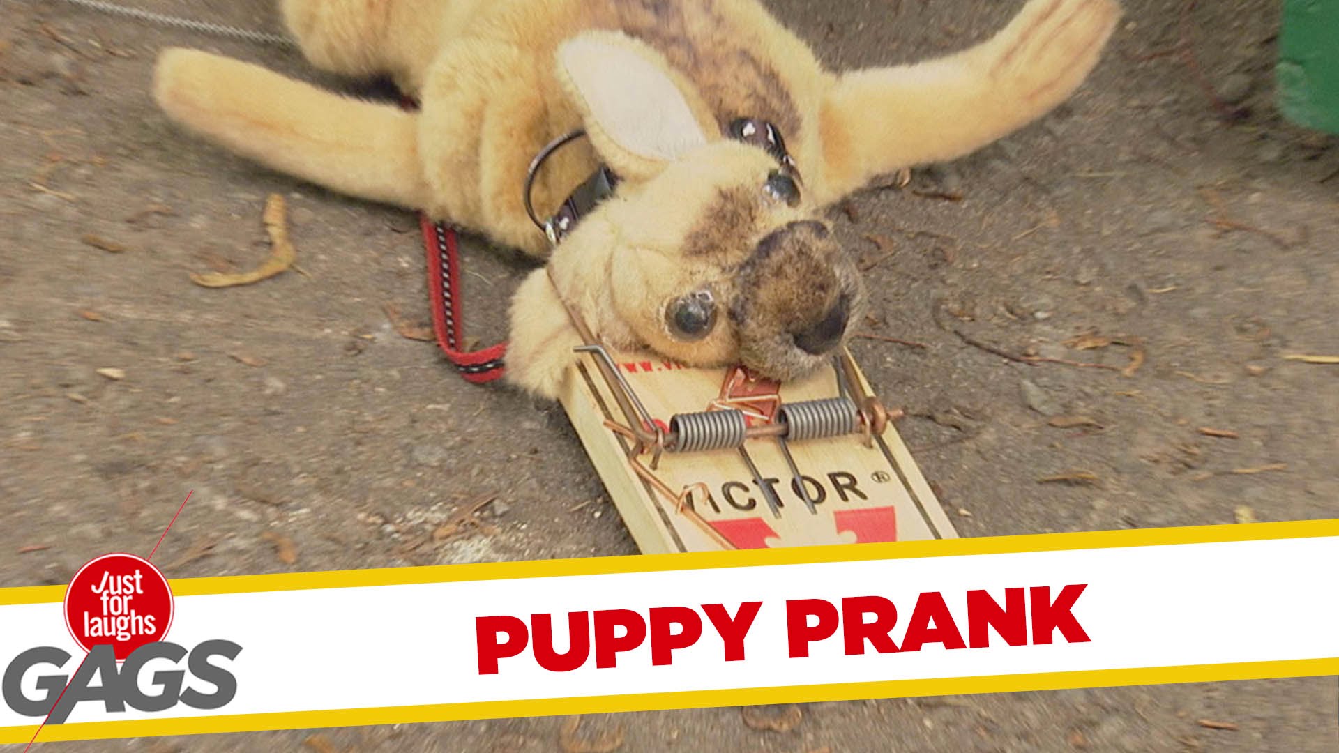 Puppy Gets Stuck in Mouse Trap - YouTube