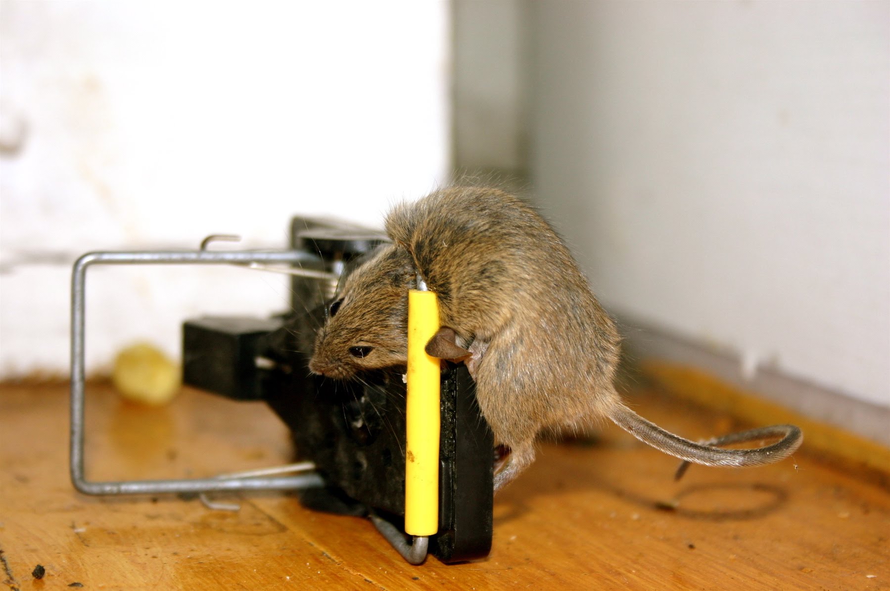 Дератизация исправимо. Мышь в квартире. Мыши в частном доме. Мышь в мышеловке. Дератизация от грызунов.